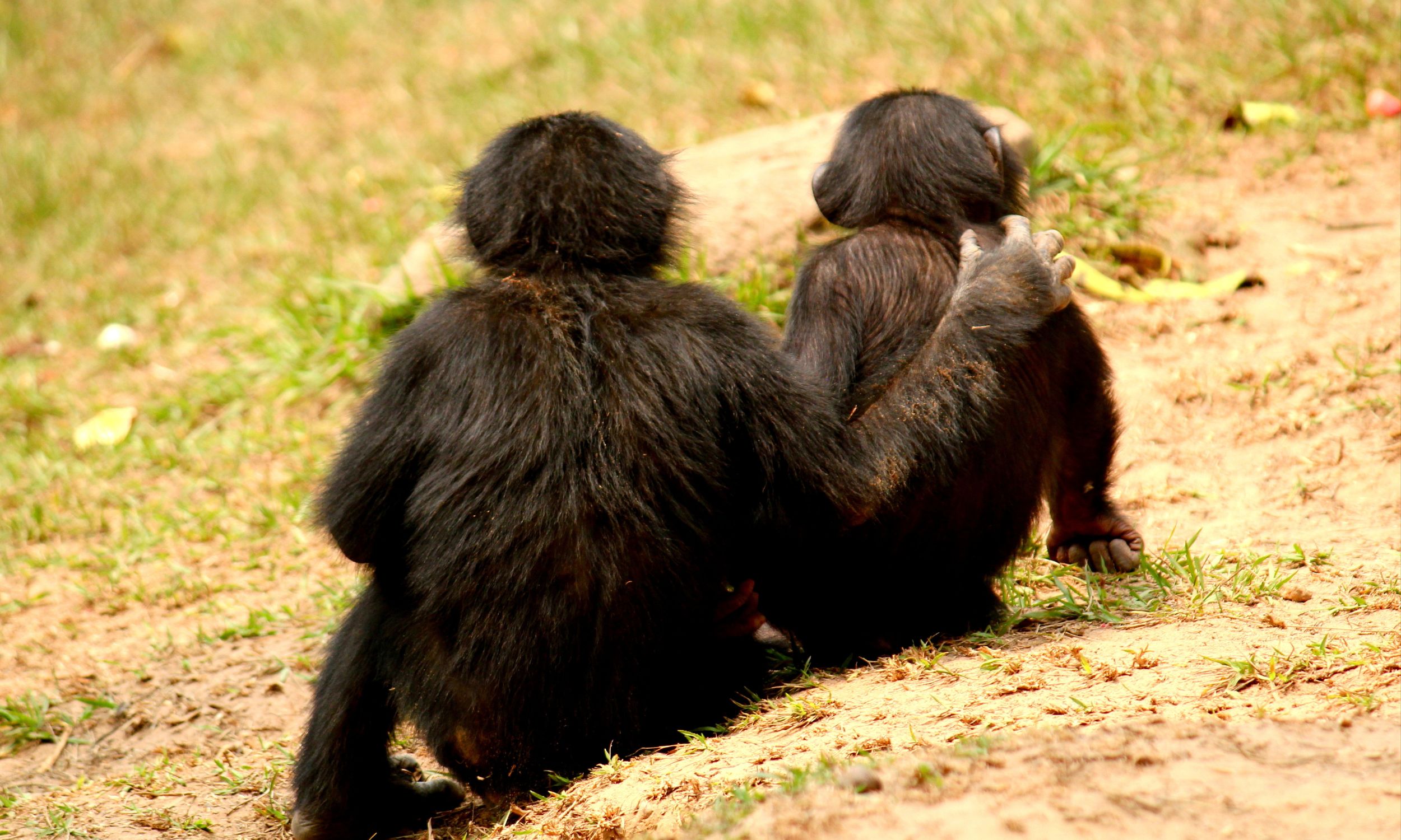 How hugs, pats, and gentle touch help apes avoid conflict