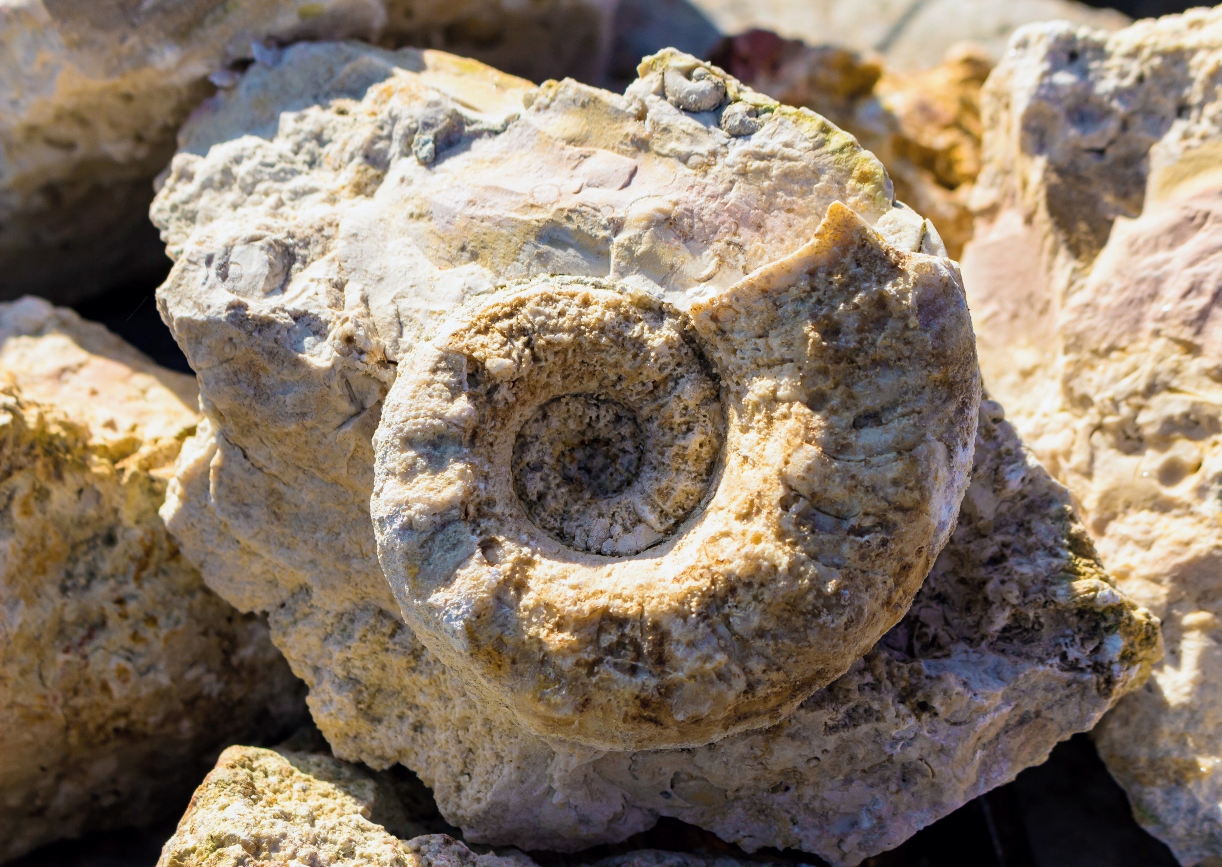 Empty seashells changed life in Earth's ancient oceans