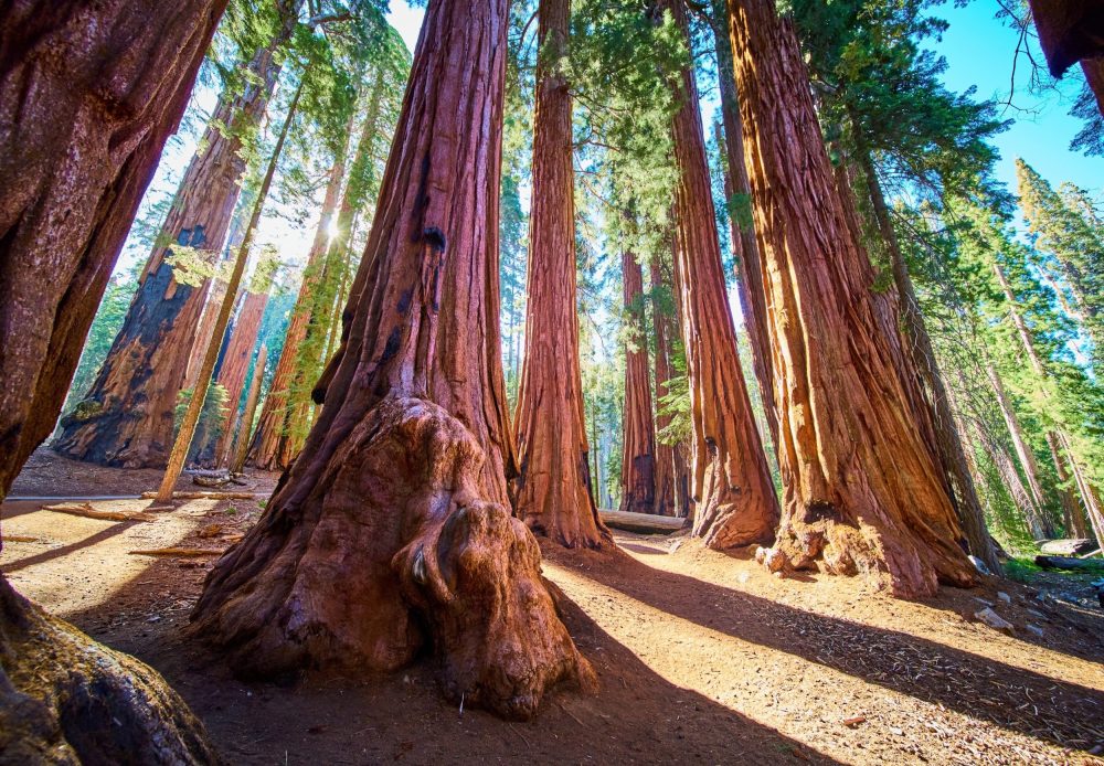 Controlled burns saved thousands of giant sequoias from megafires