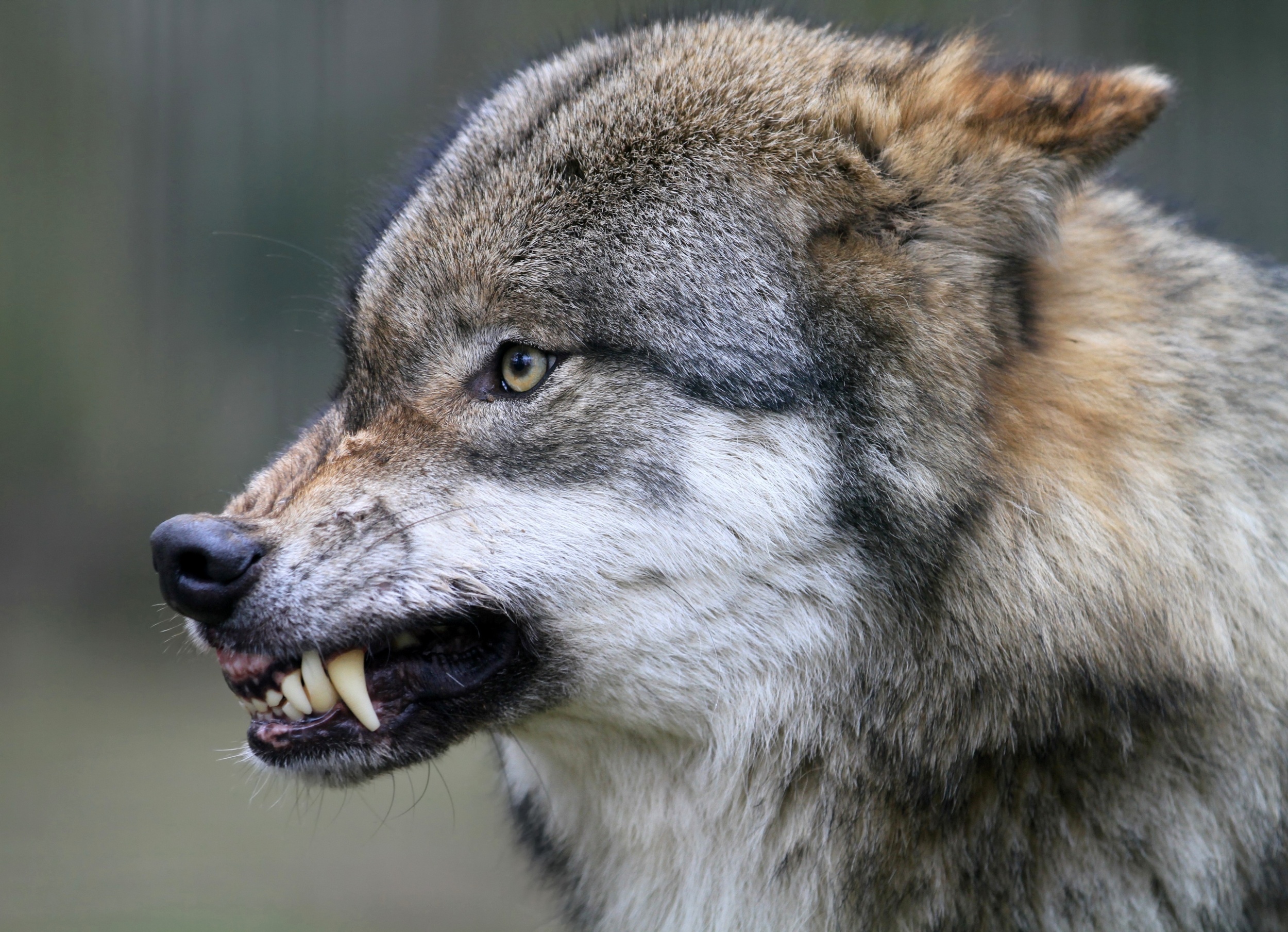 Why carnivores can't evolve the perfect teeth