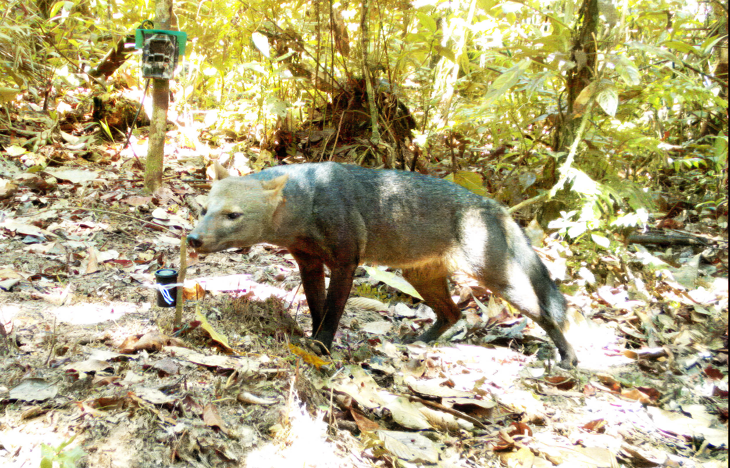 What 25 years of hidden cameras revealed about the Amazon's 'ghost dog'