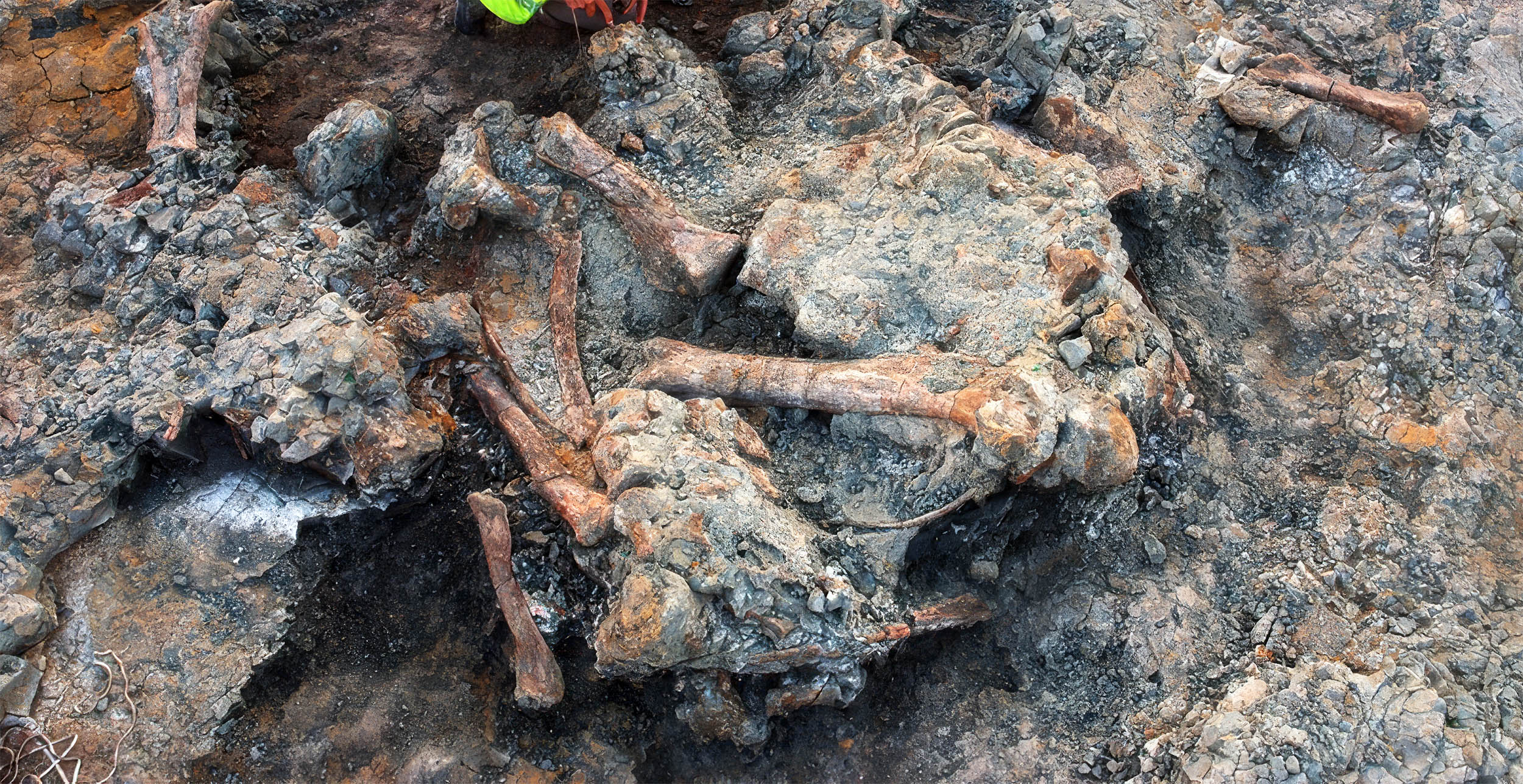 Beetle holes in dinosaur bones reveal what happened to titanosaurs' bodies after death
