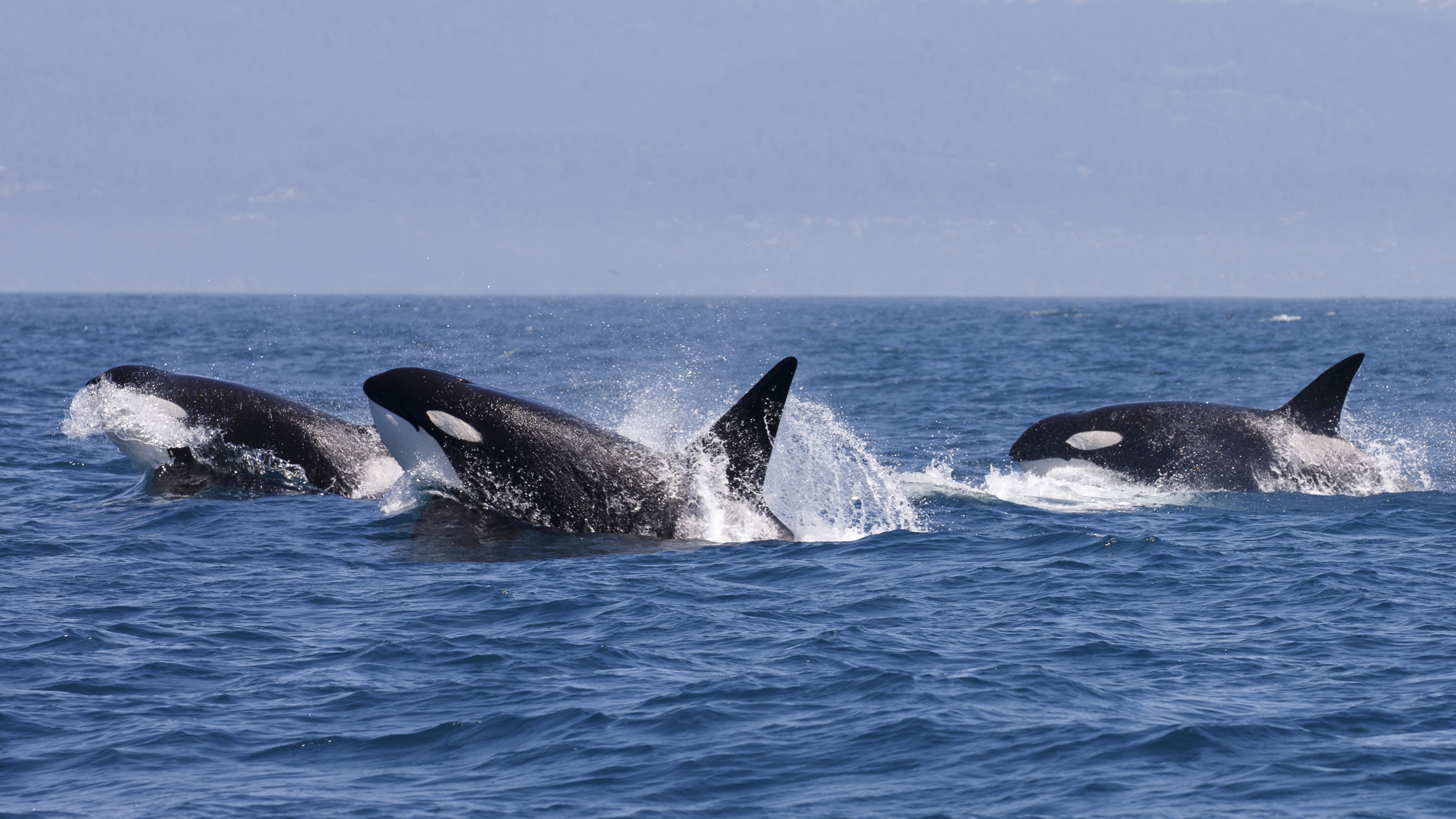 Orcas appear to play with their food before tearing it apart