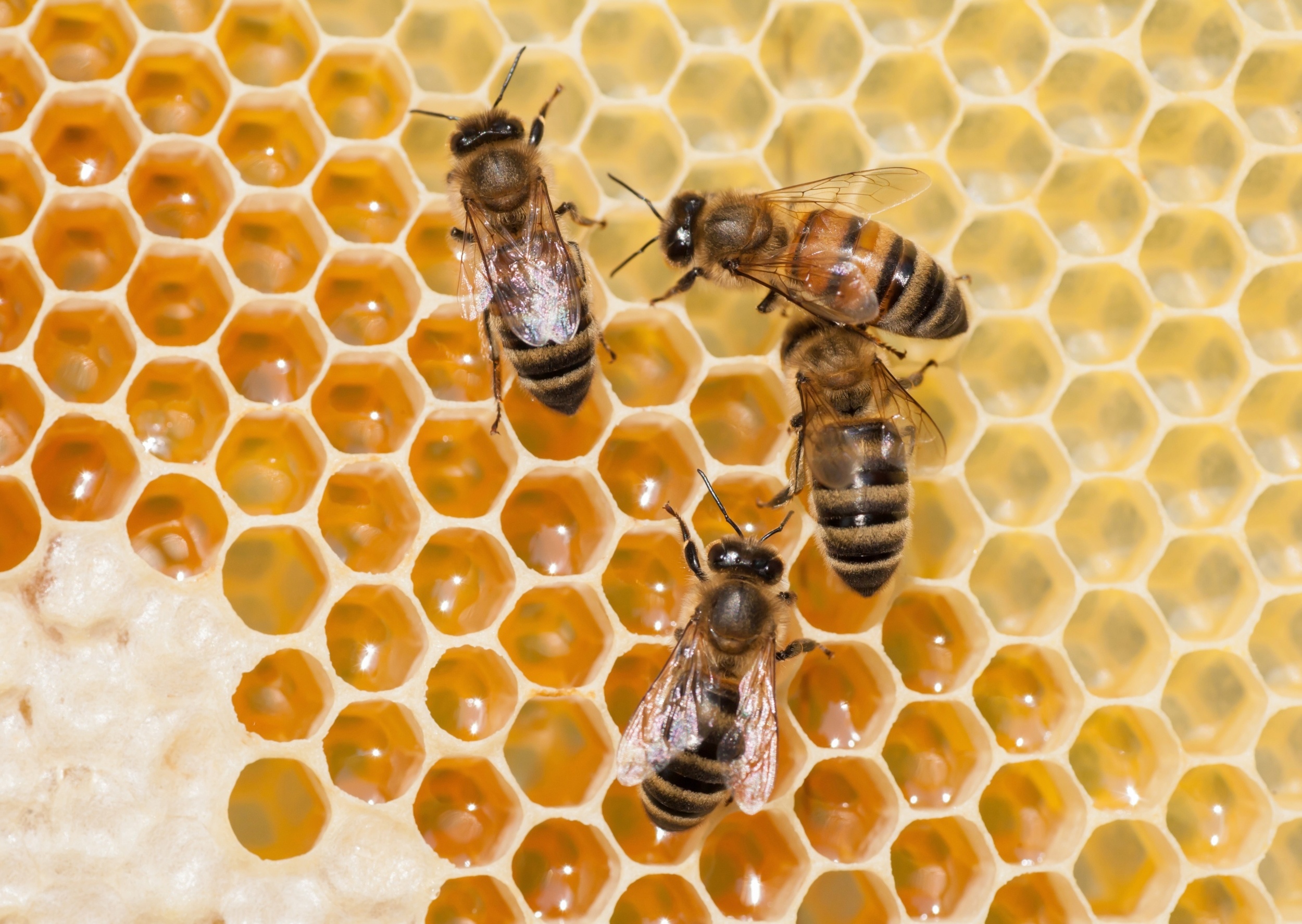 Honeybees reveal when leaderless groups work best