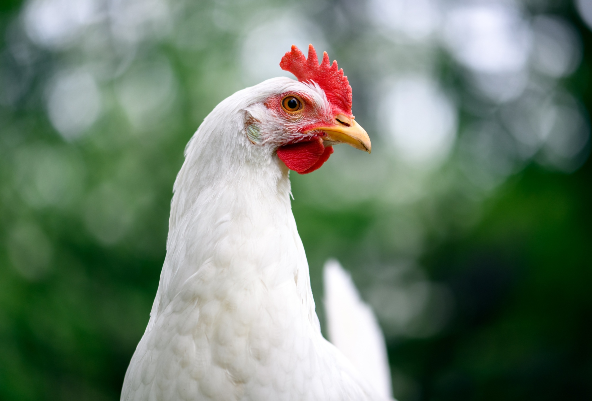 Scientists discover why chickens come in so many colors