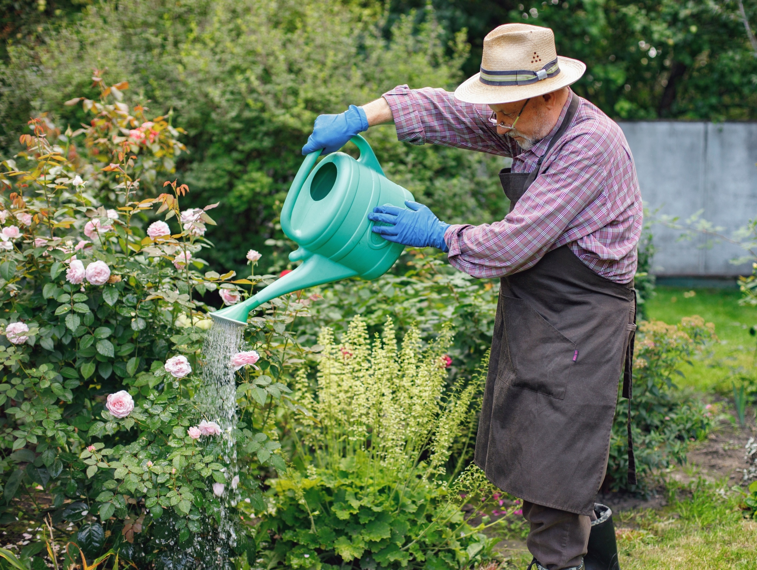 Do gardens improve air quality? What we still don't know