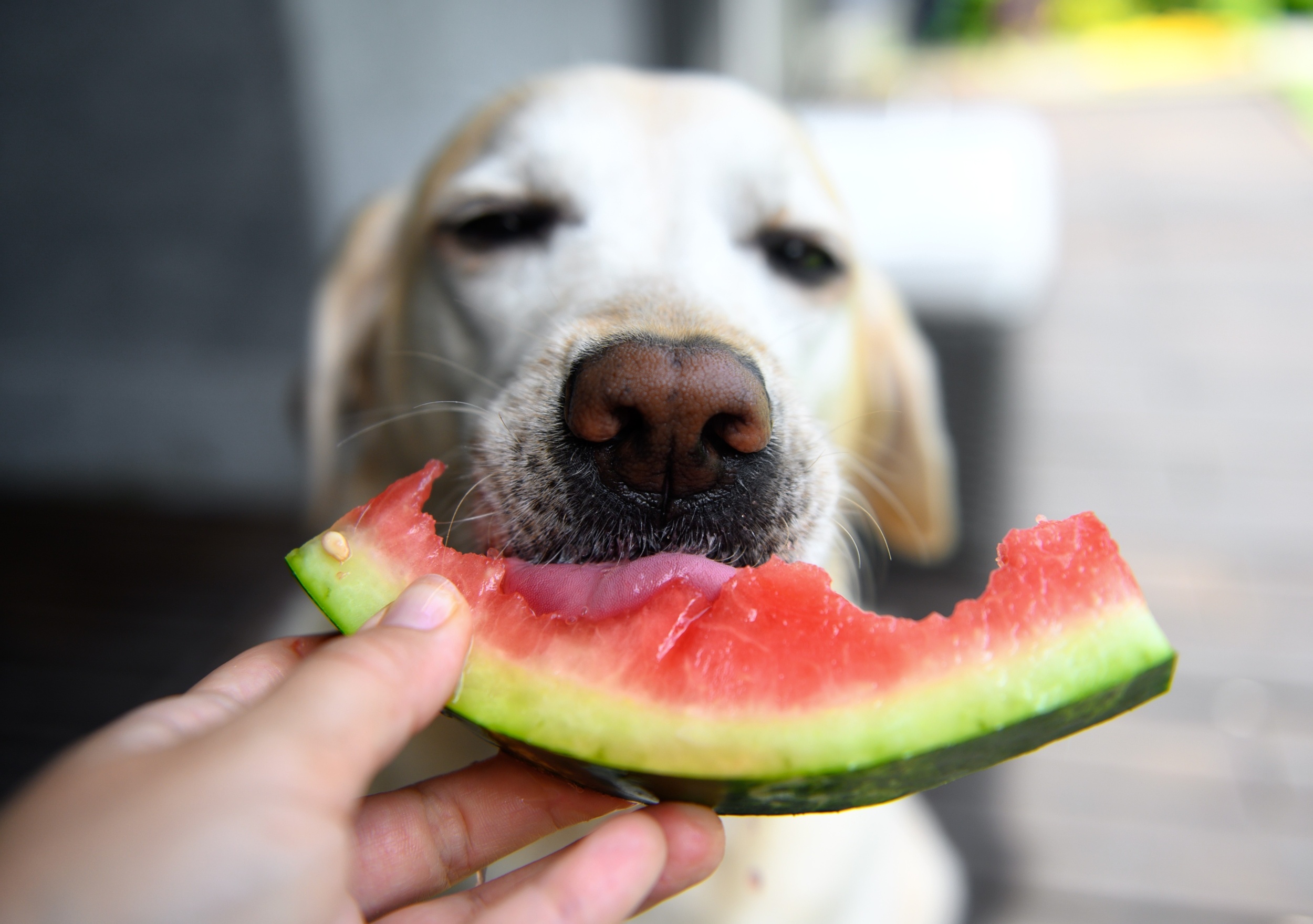 Can pets thrive on vegan diets? What a major review shows