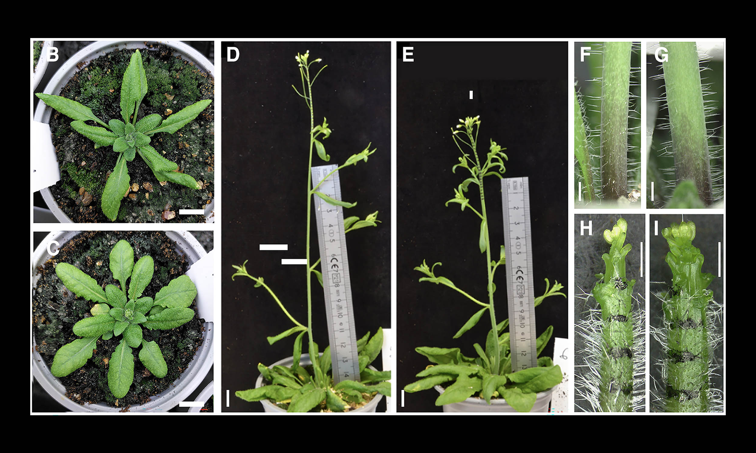 Century-old theory of how plants grow has been overturned by a new study