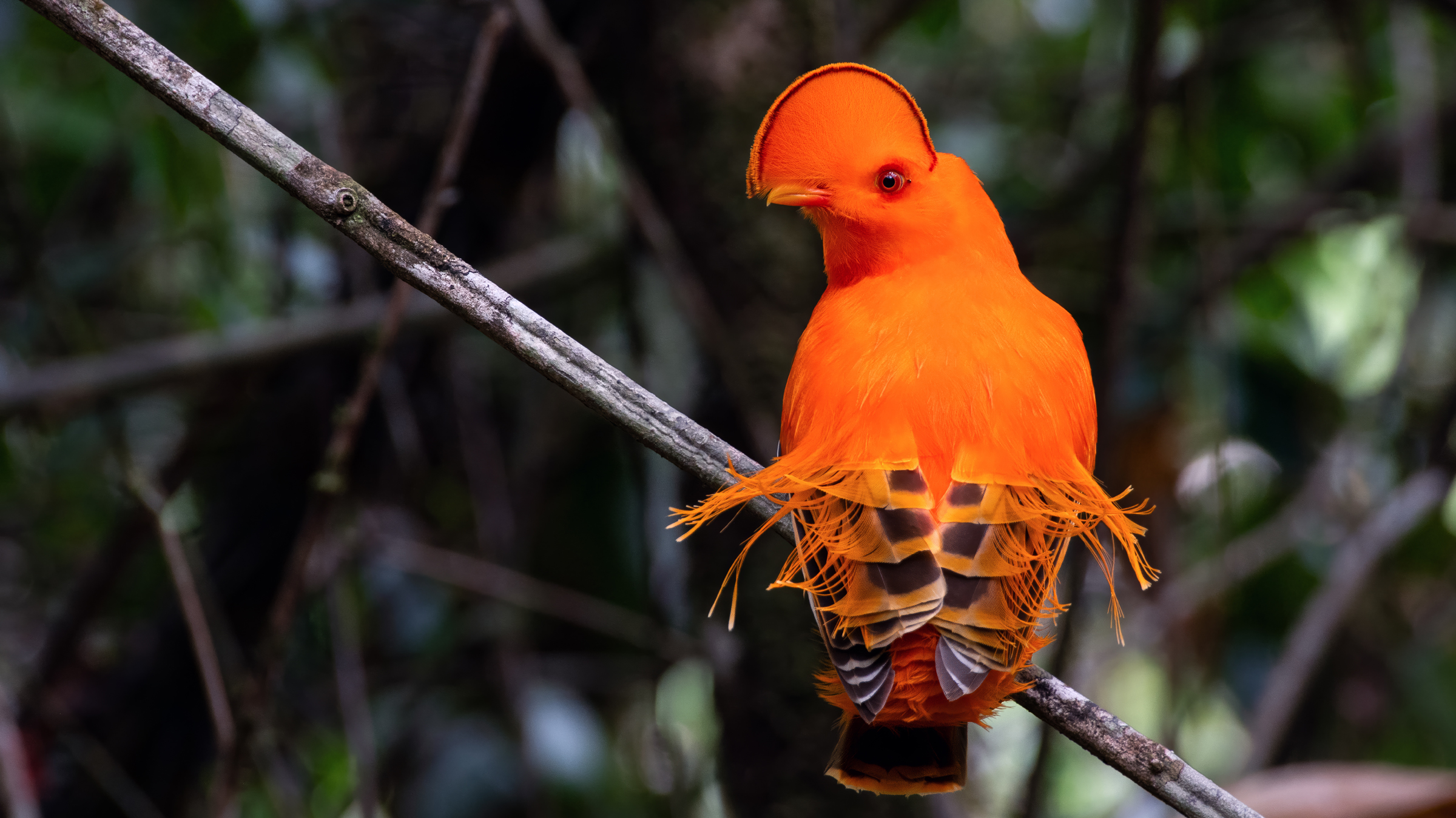 AI uncovers rare evolutionary bursts behind today's diverse perching birds