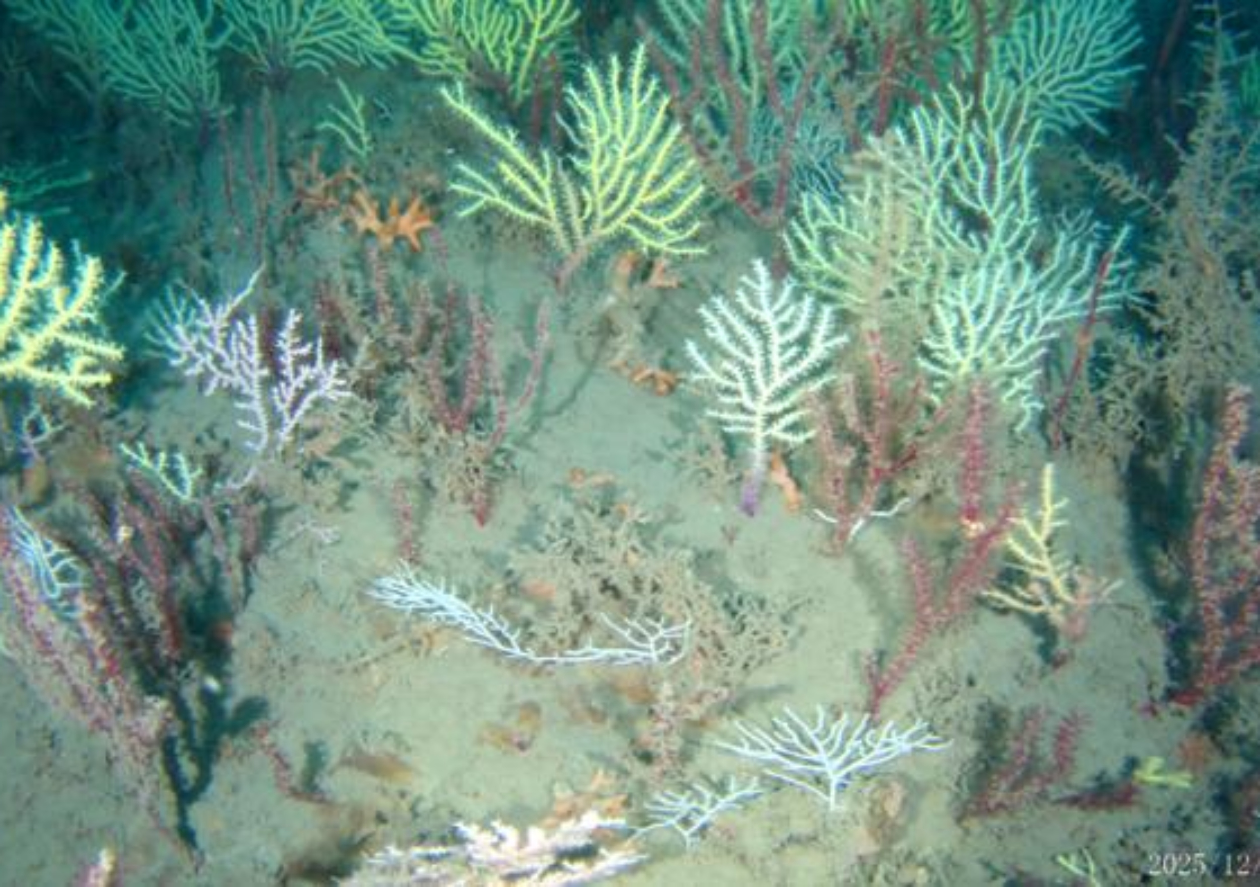 Lost coral reef found alive after 60 years