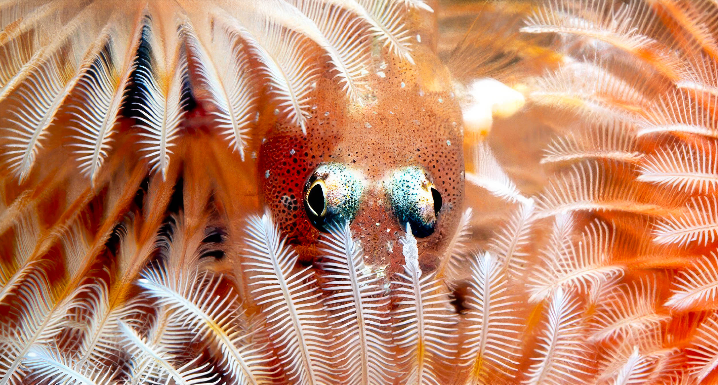 Coral Reef Fish and Christmas Tree Worms Form Unlikely Partnership