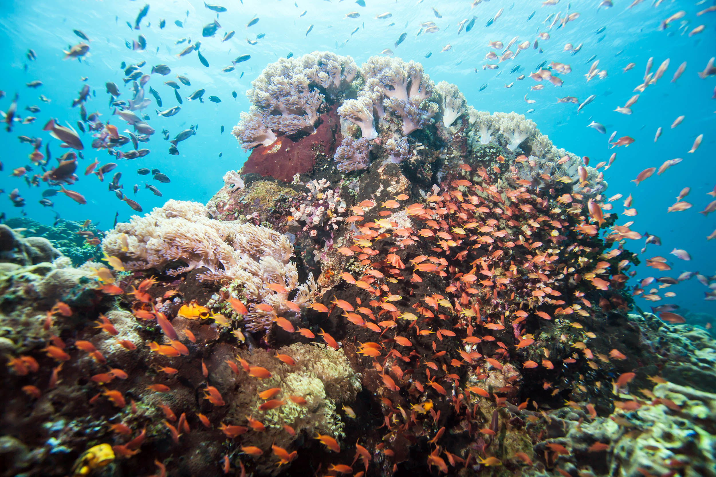 Analyzing environmental DNA found in seawater can identify the types of corals living in reefs