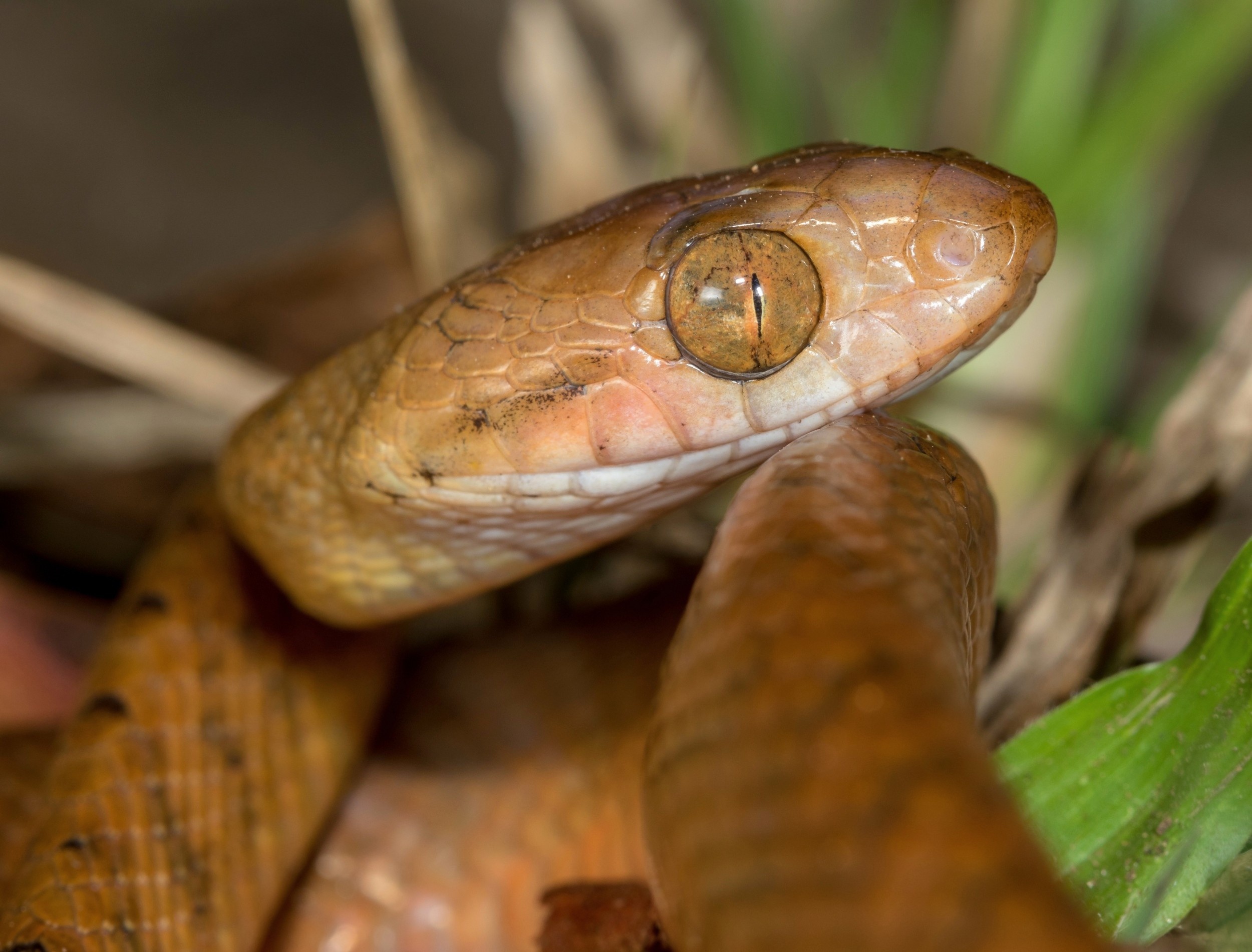 Brown tree snakes invaded Guam with a secret weapon