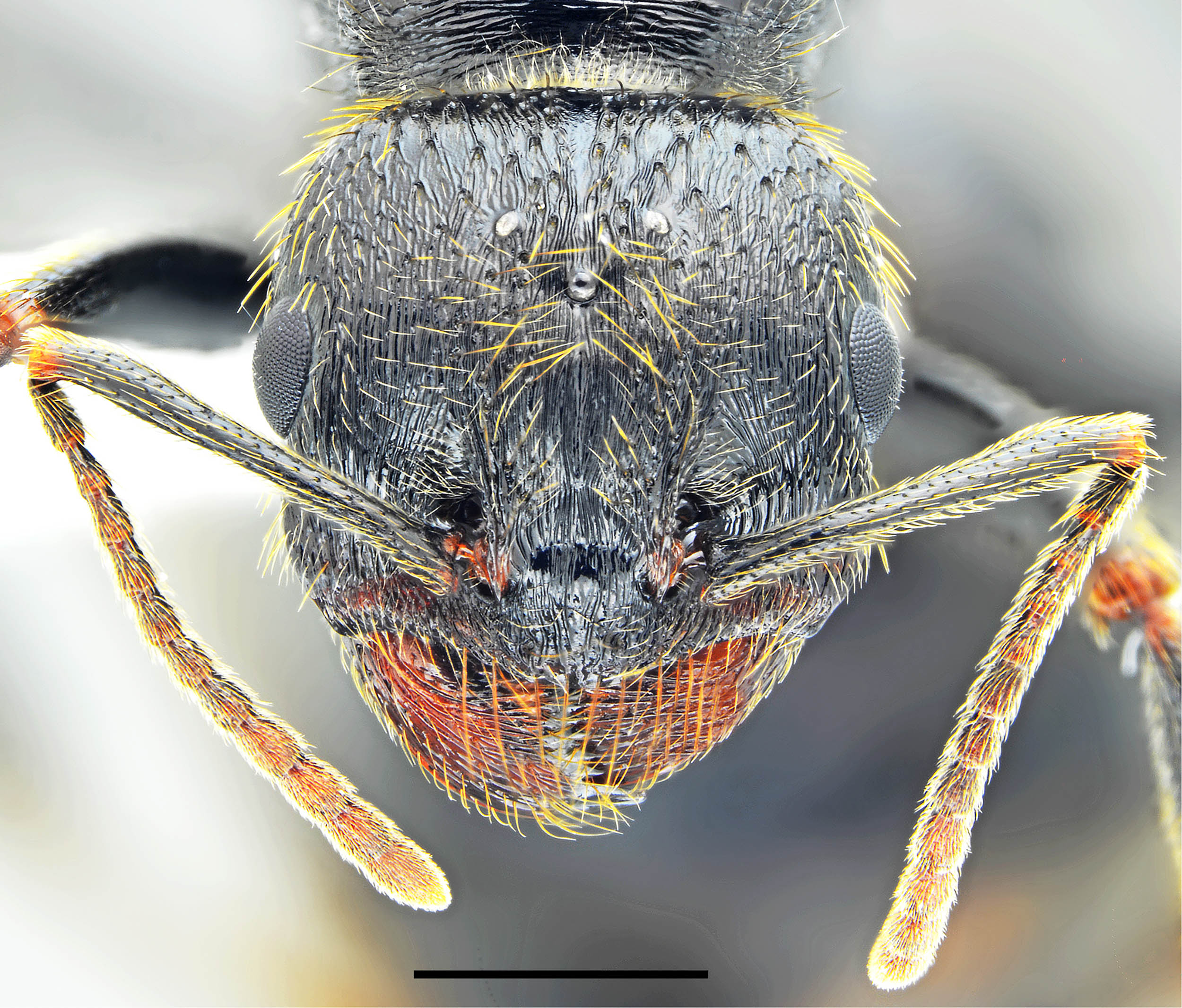Scientists discover a new species of harvester ant with very distinct physical characteristics