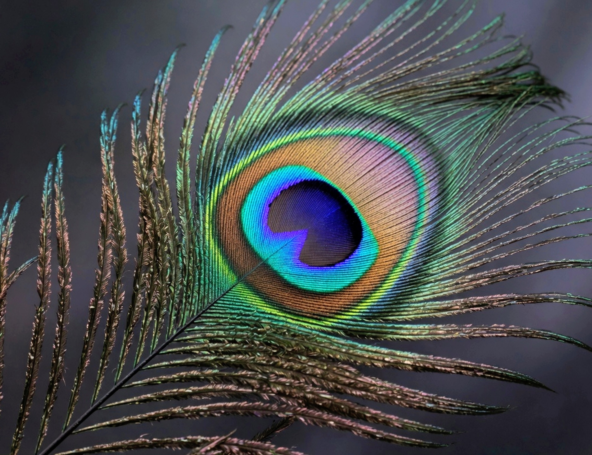 Pterosaurs may have shimmered with iridescent colors millions of years before birds