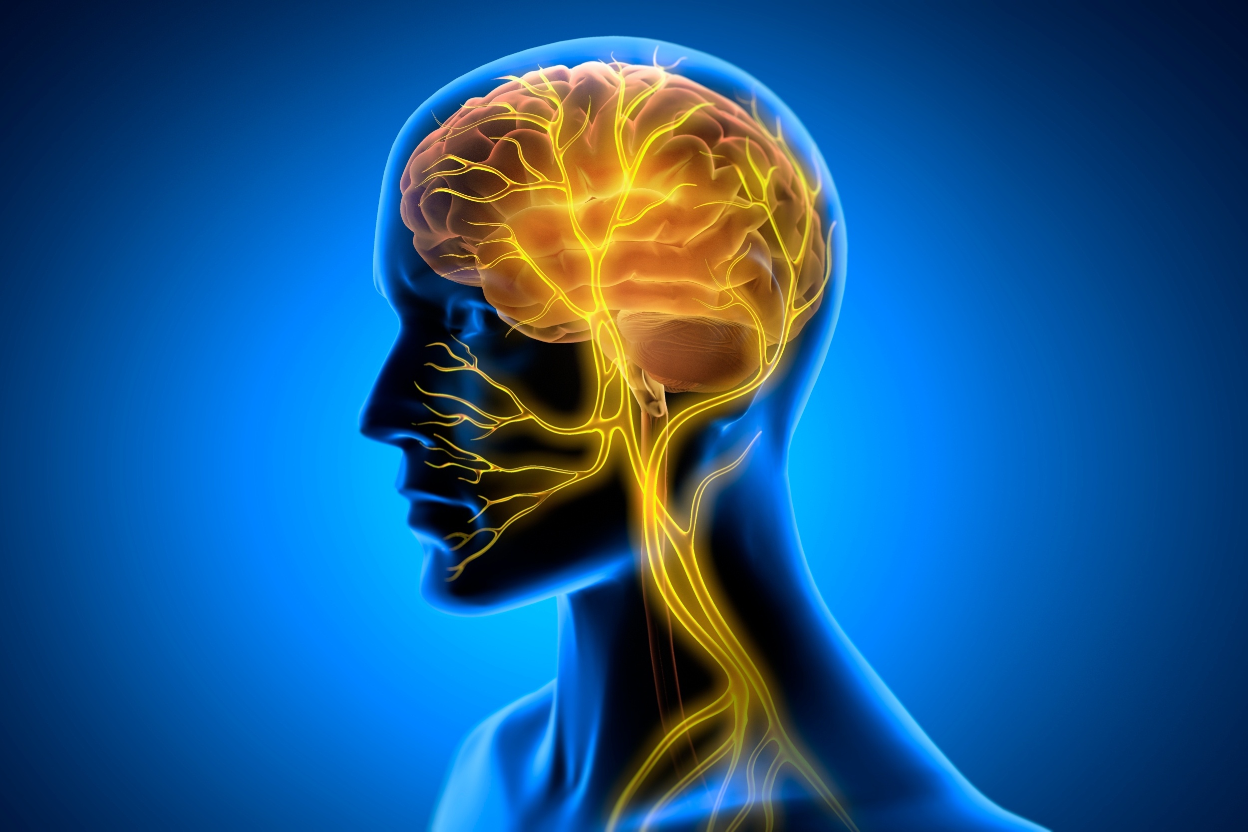 Your gut may play a bigger role in memory than scientists realized