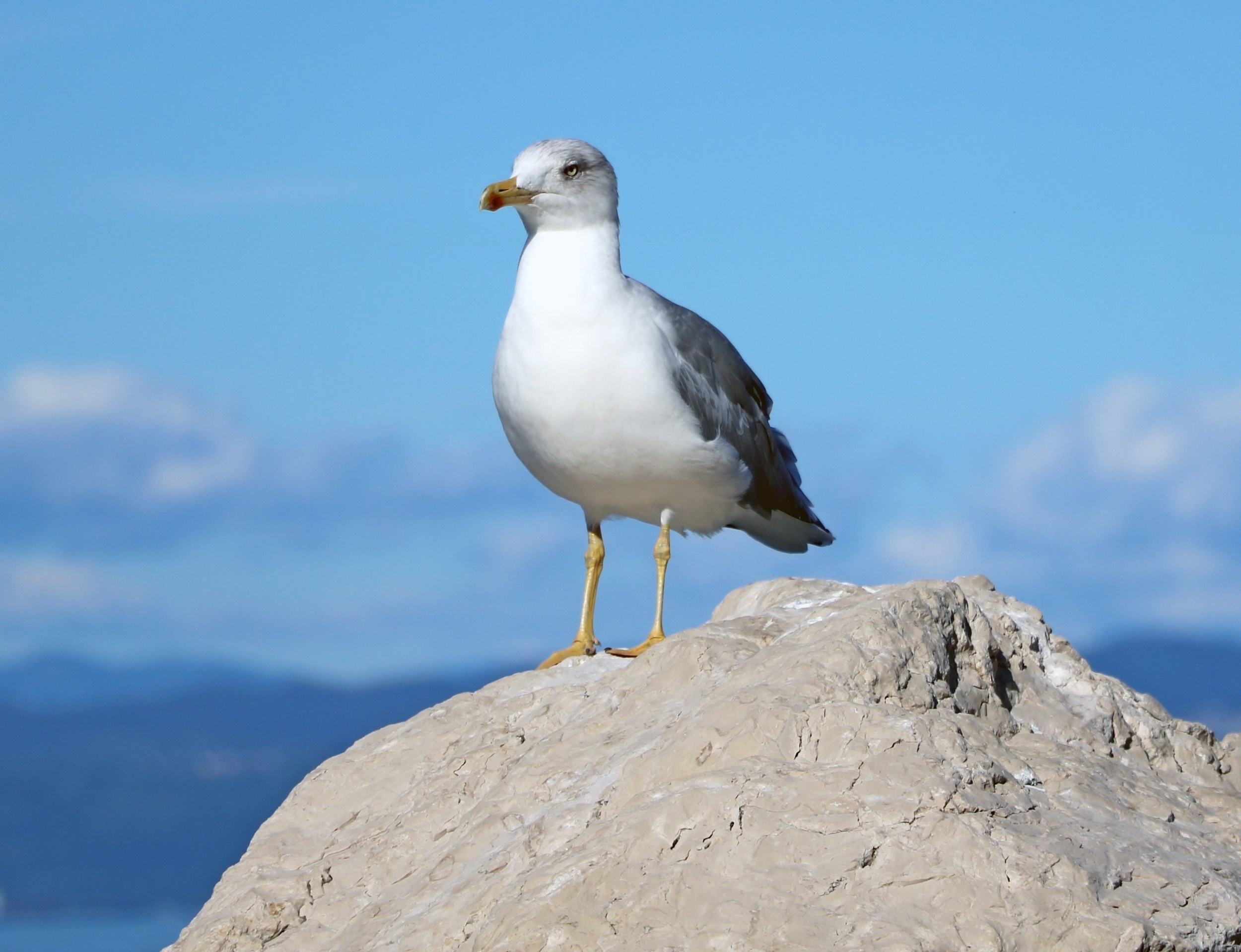 Tough breeding seasons push seabirds farther south, with a deadly trade-off