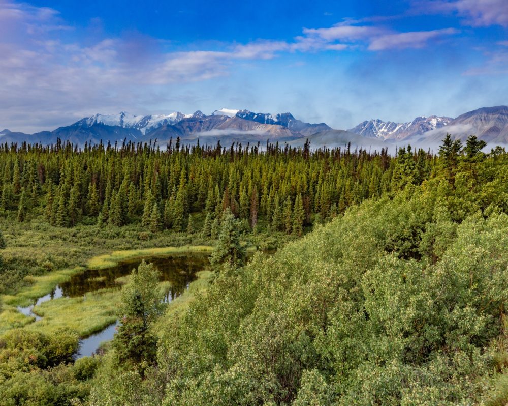 Earth's fastest-warming forests are falling behind in the fight against climate change