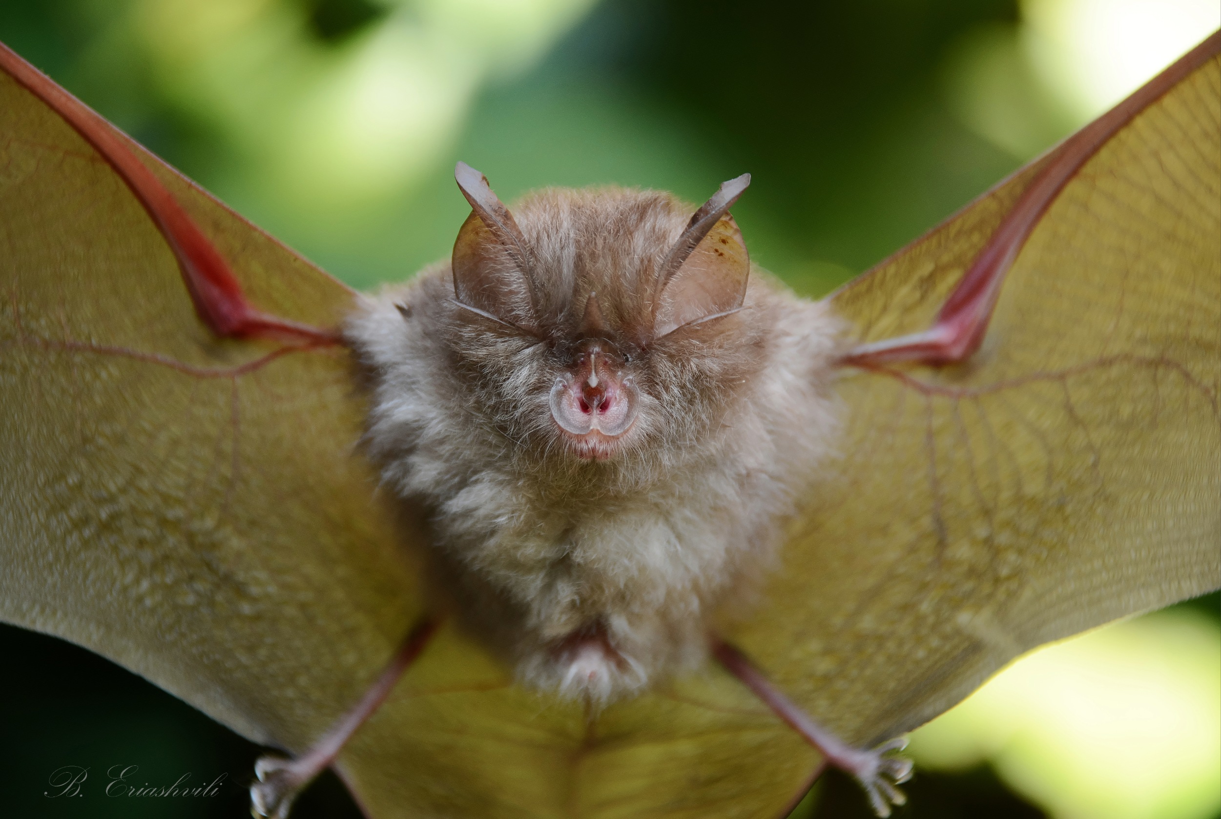 Bats synchronize their echolocation to avoid acoustic chaos