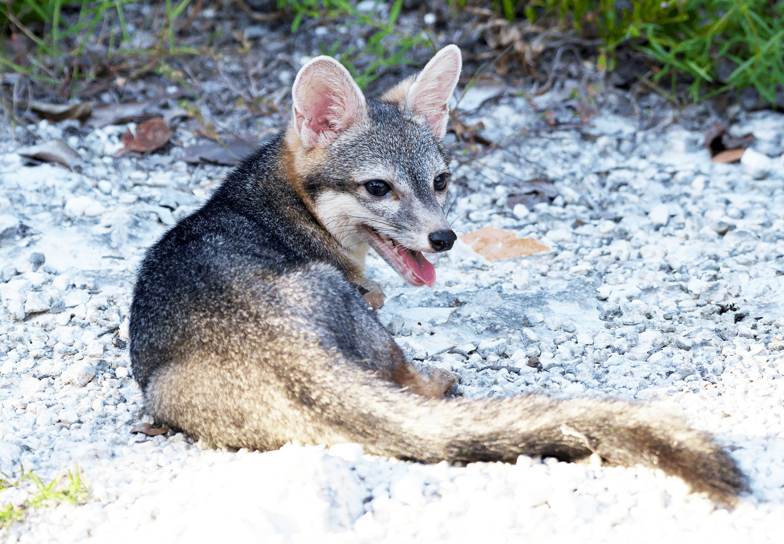 Photographic evidence proves that the Cozumel dwarf fox is not extinct, as scientists previously feared