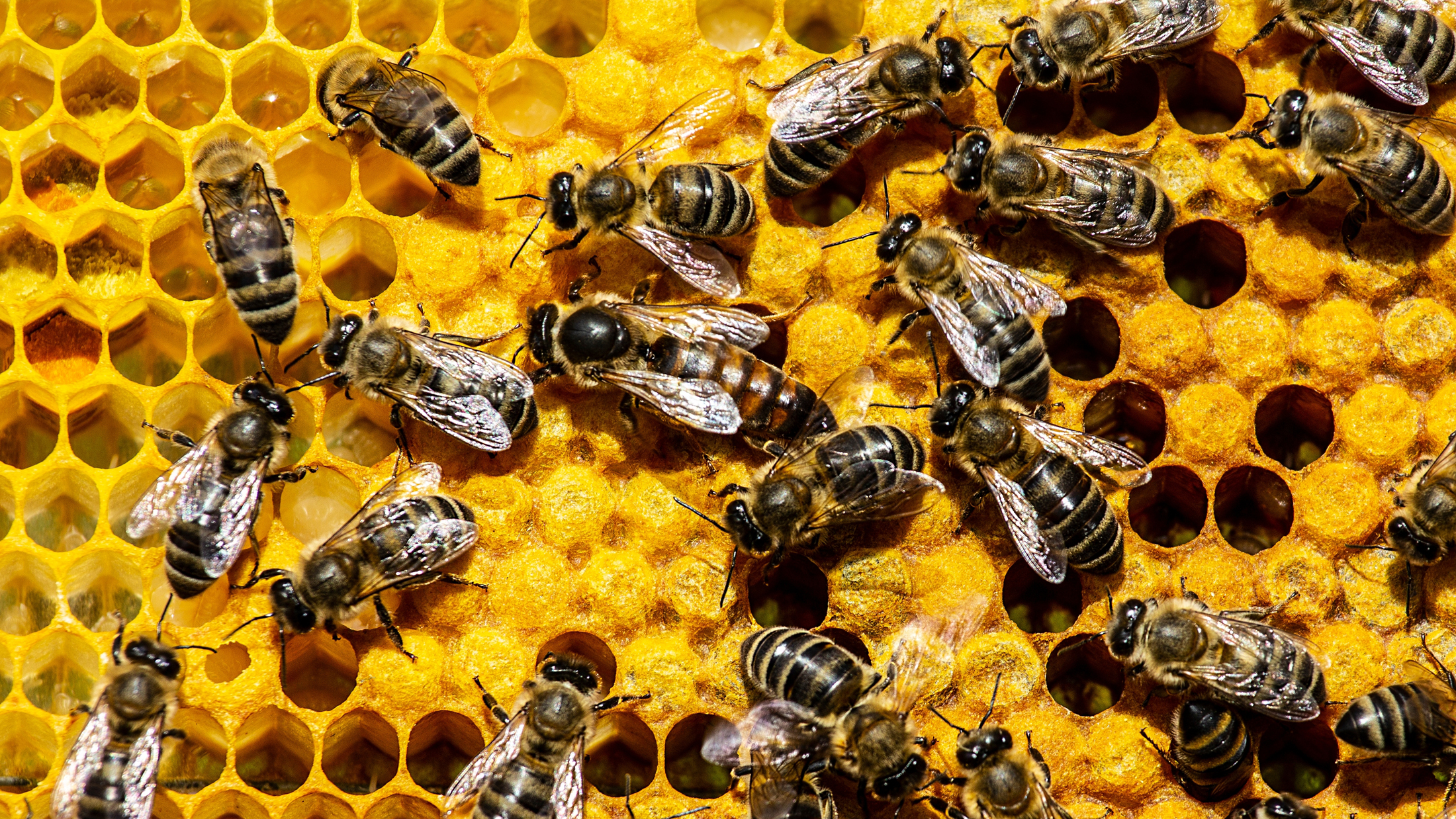 Older worker bees never forget how to care for the queen – their brains simply switch it off