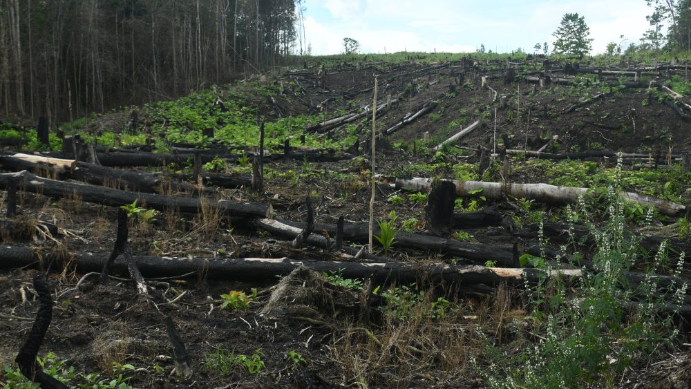 Slash-and-burn farming may actually help forests recover