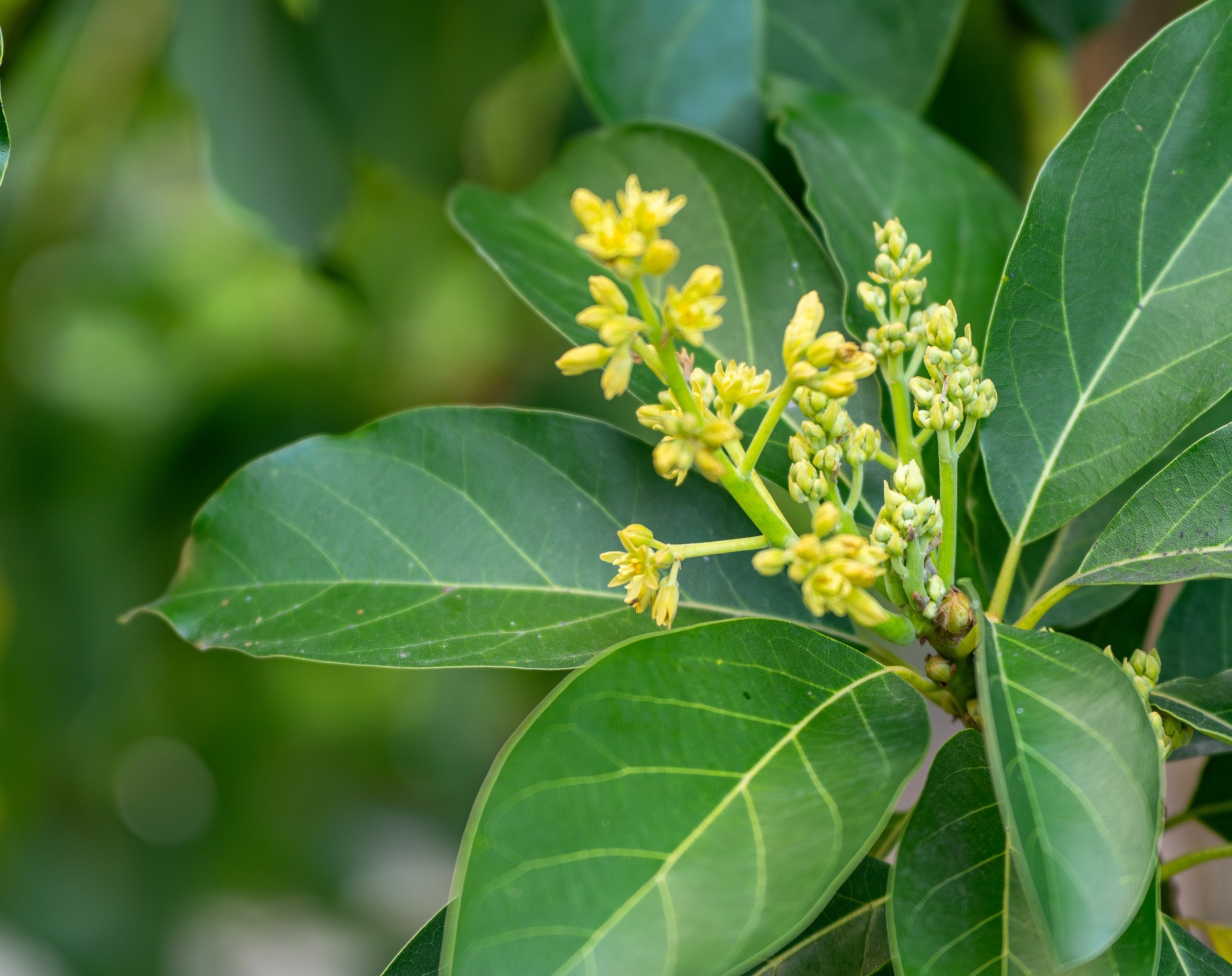 Genetic discovery could slash avocado breeding time by years