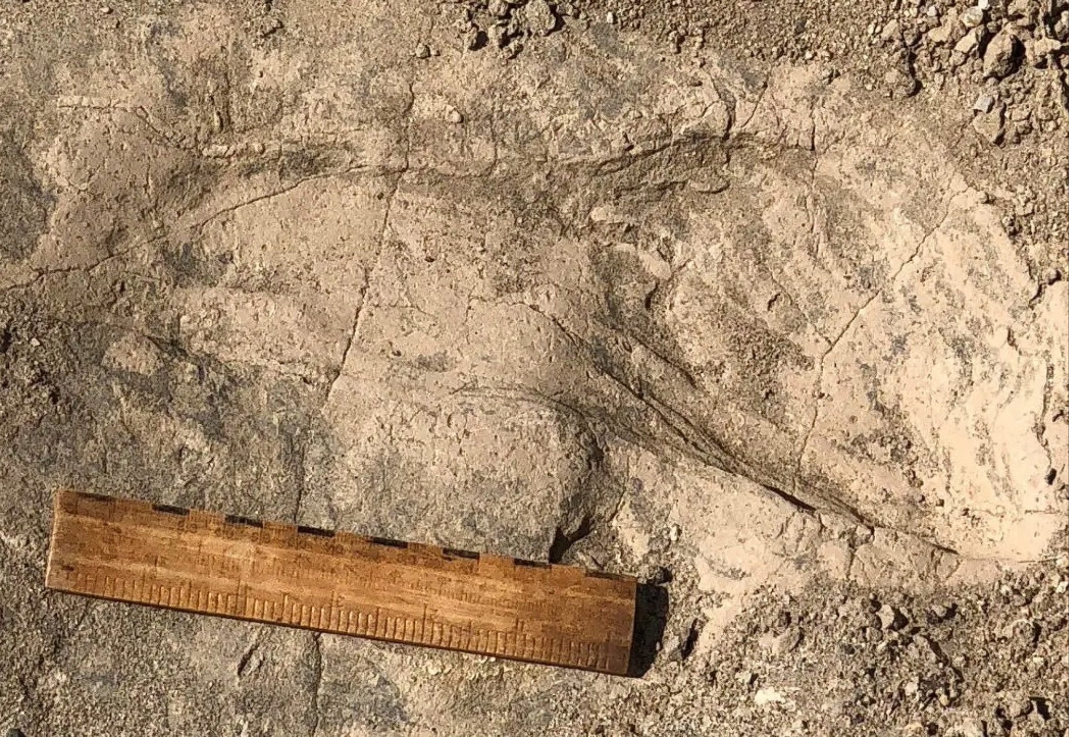Fossil footprints reveal an extinct human relative stood nearly 6 feet tall