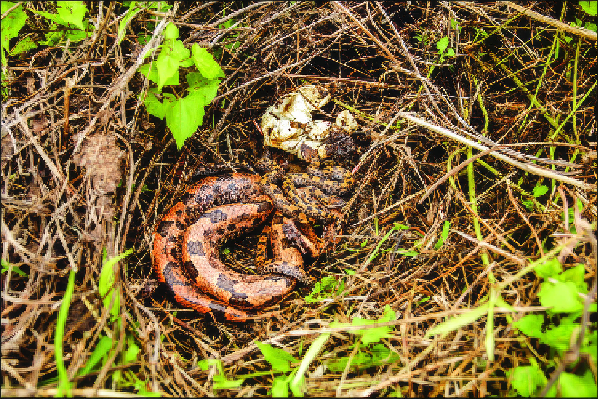 New pit viper snake species identified in the Himalayan mountains
