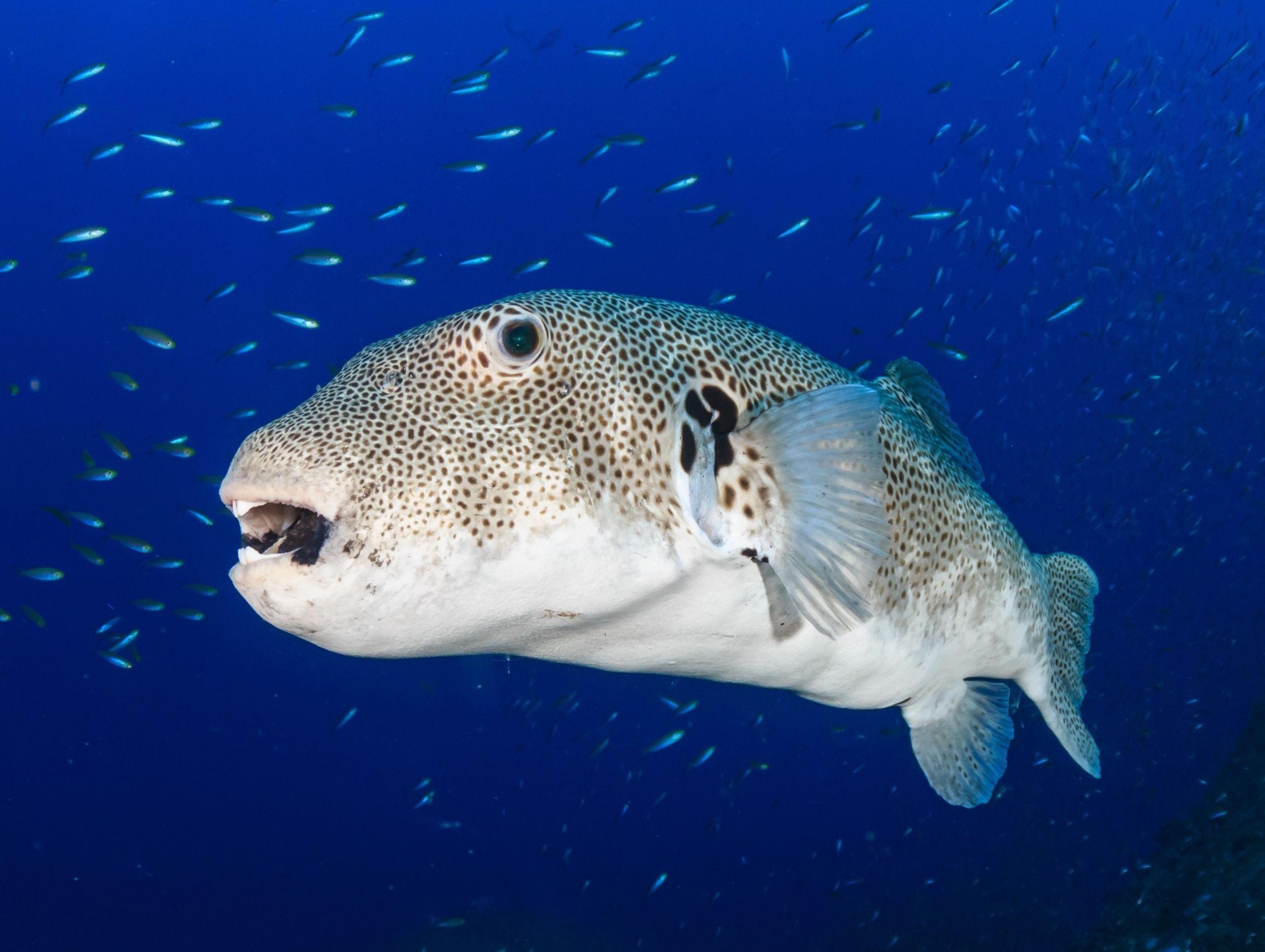 Scientists can now predict the next wave of fish invading the Mediterranean