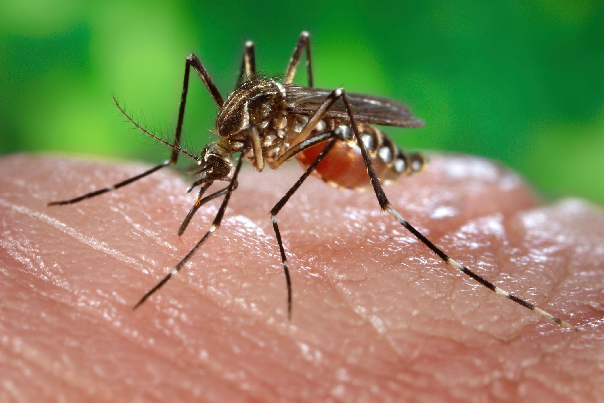Mosquitoes are beginning to outsmart a common insecticide
