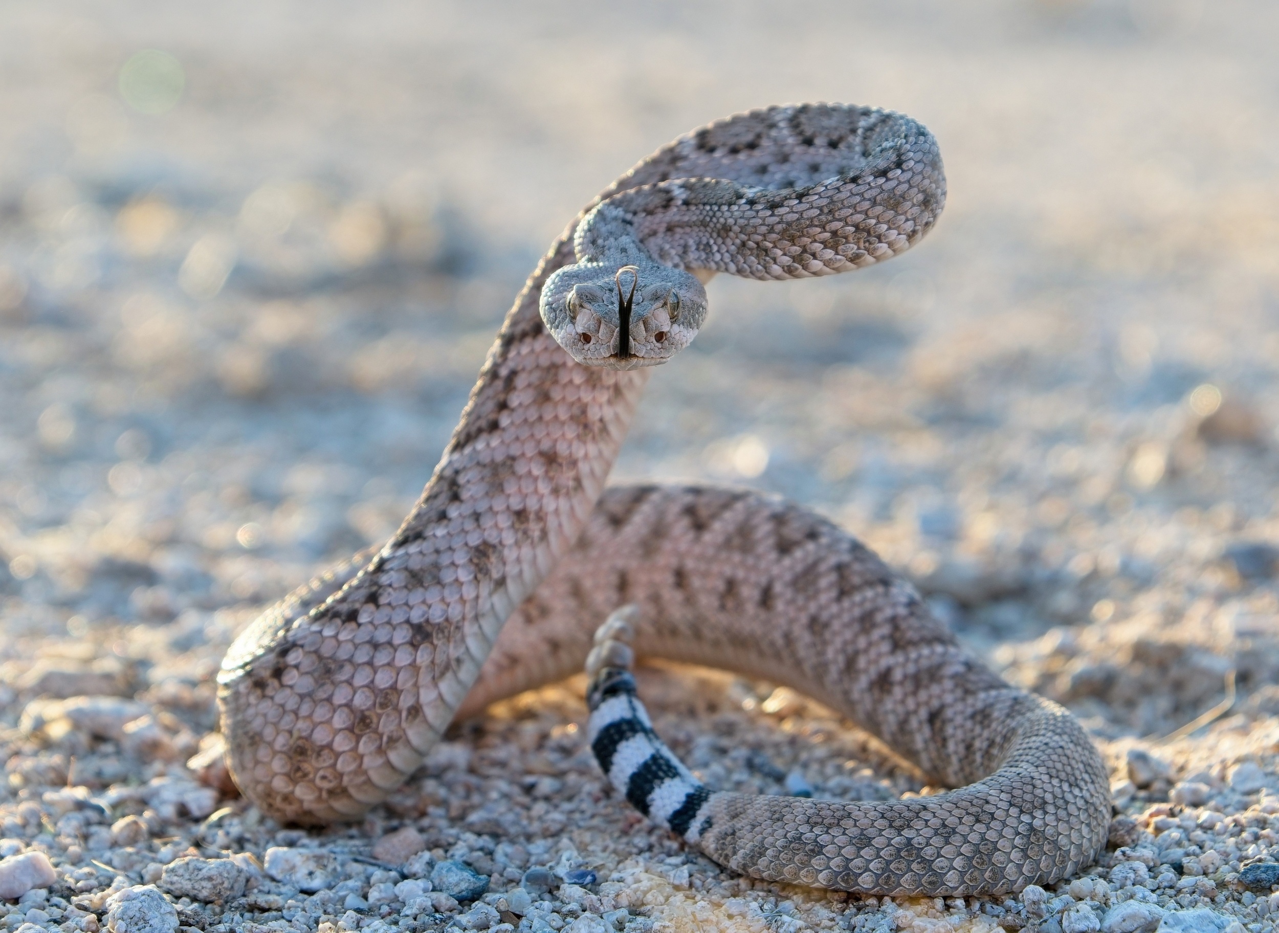 Snakes have been carrying the secret to better antivenom all along