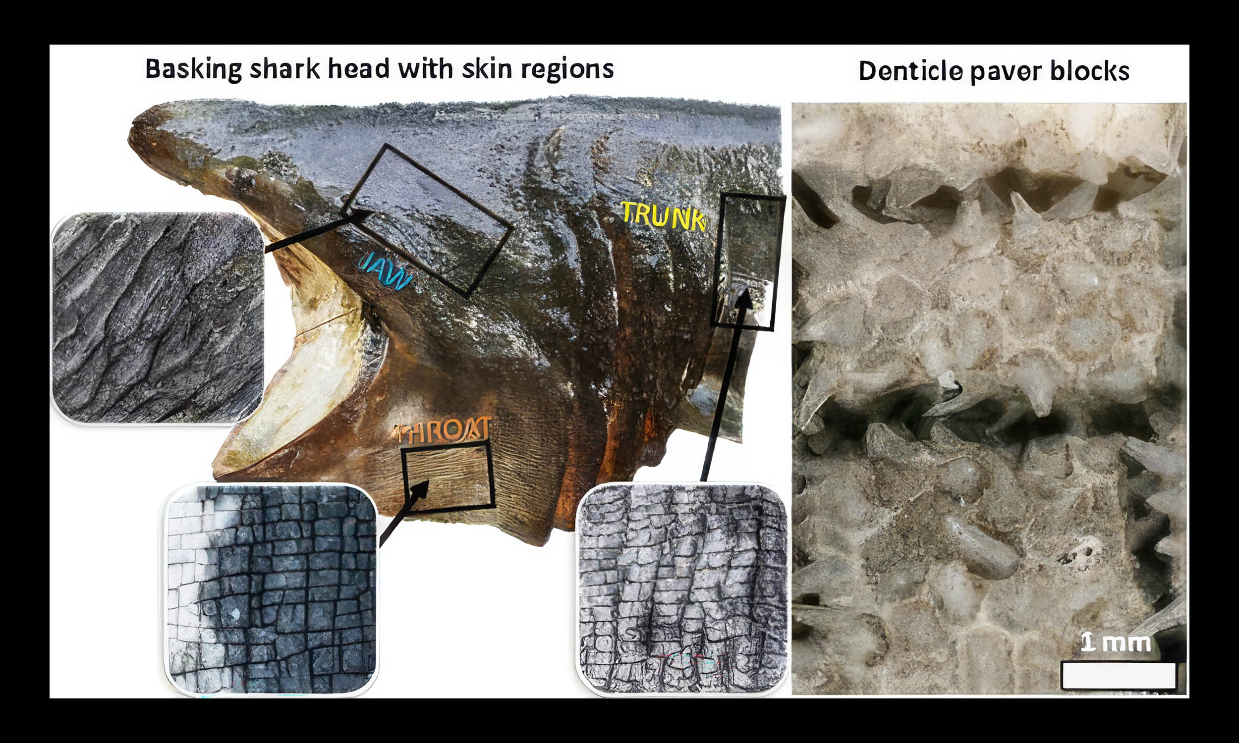Basking sharks have the most unique skin in the ocean, and scientists are beginning to understand why