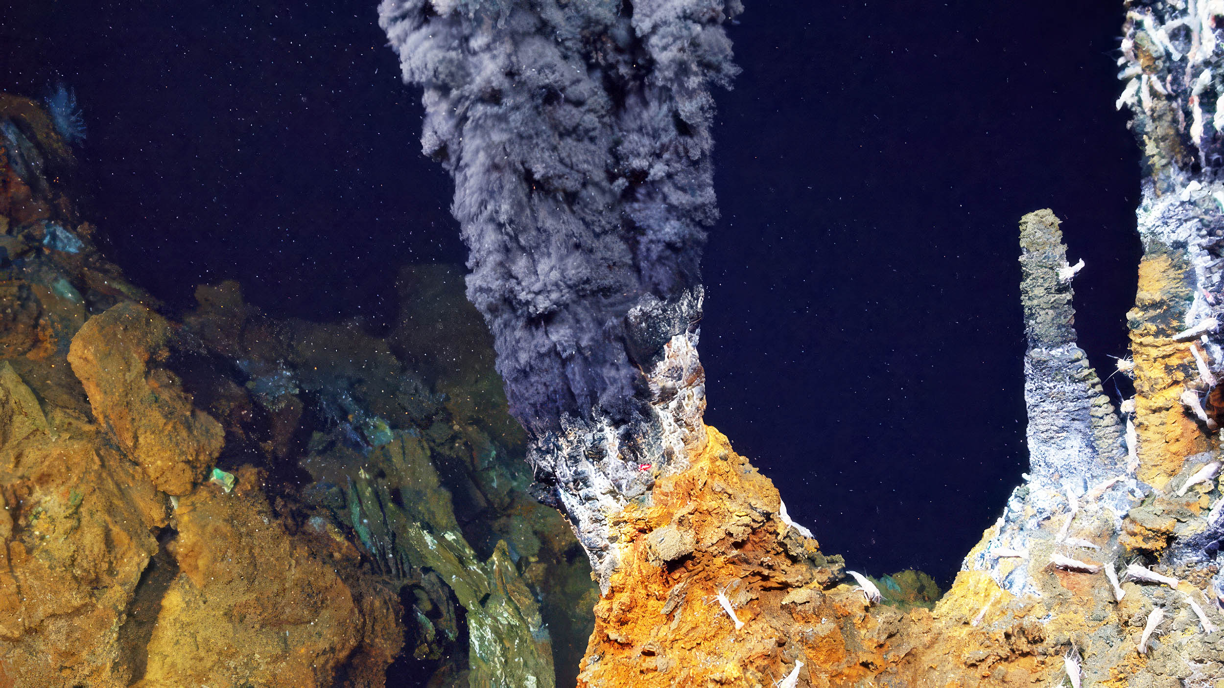 Animals living in hydrothermal vents, 6500 feet below the ocean surface, have microplastics in their bodies