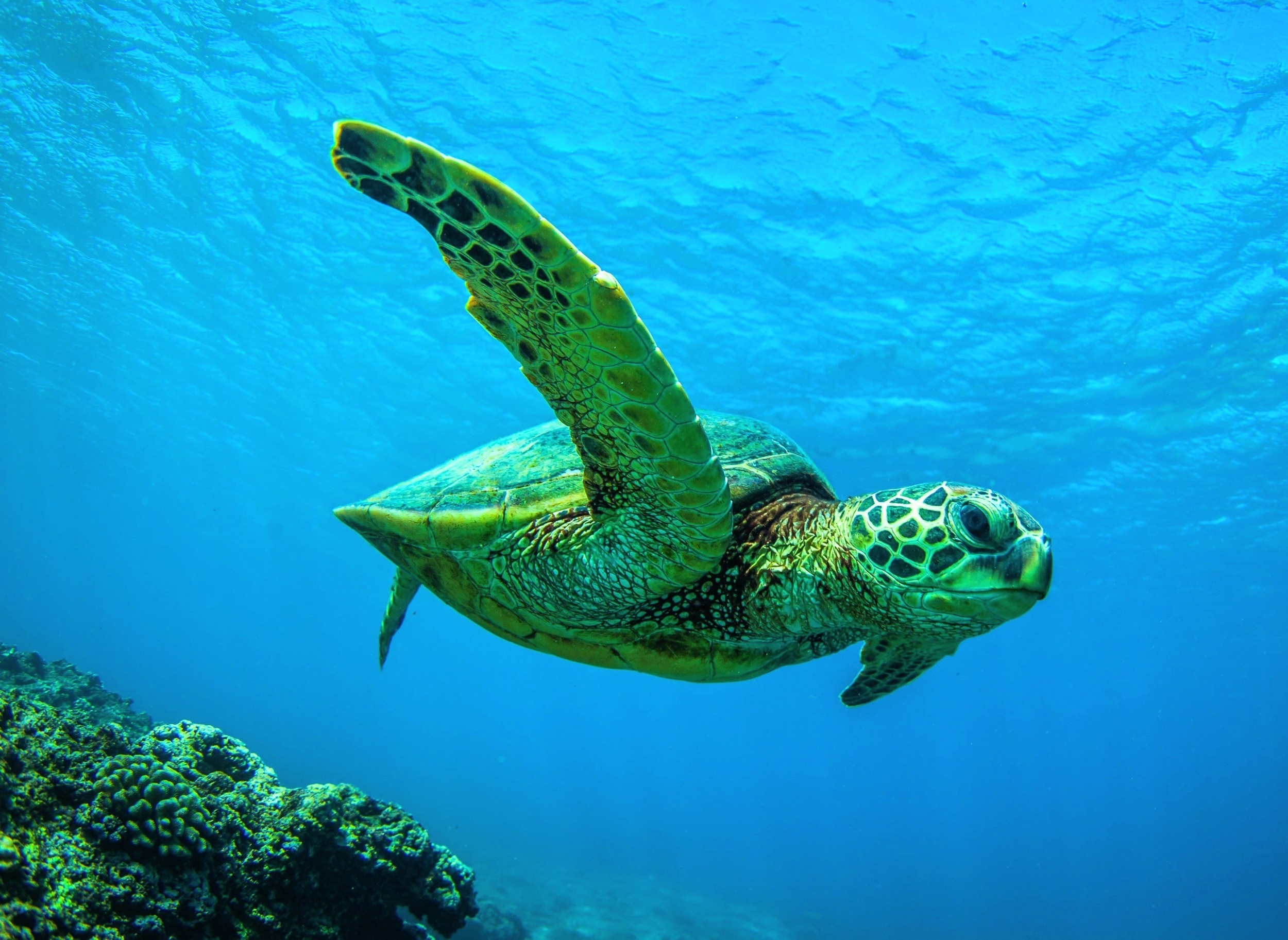 Ancient bones reveal which sea turtles were hunted by humans