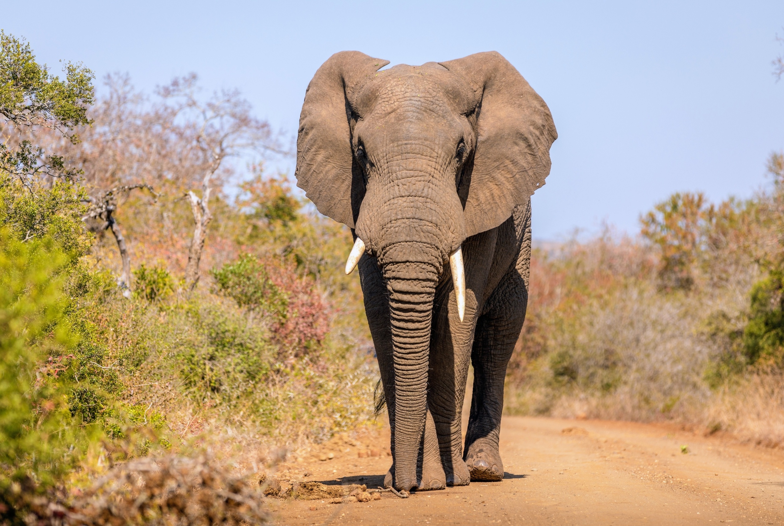 Captive elephants can learn to be wild again