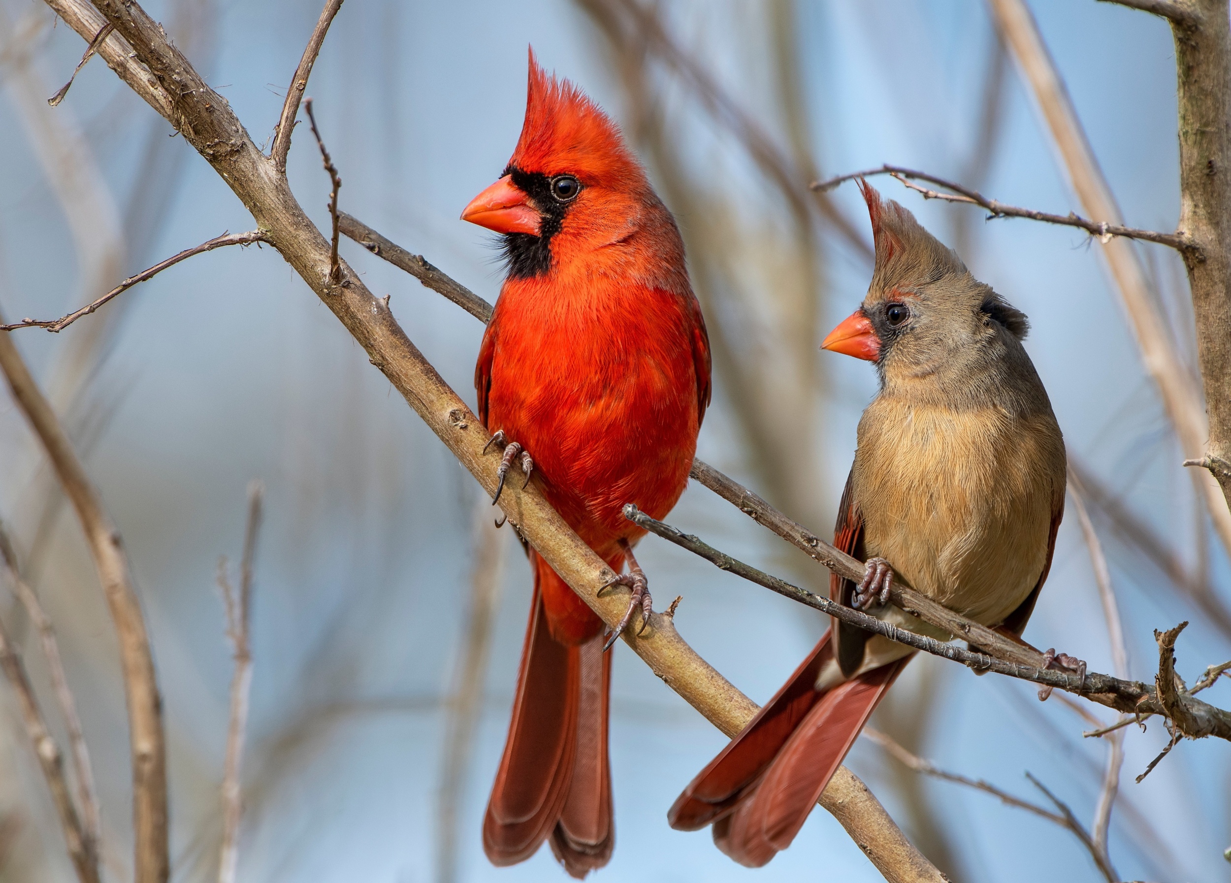 Female birds pay a higher price for survival than males