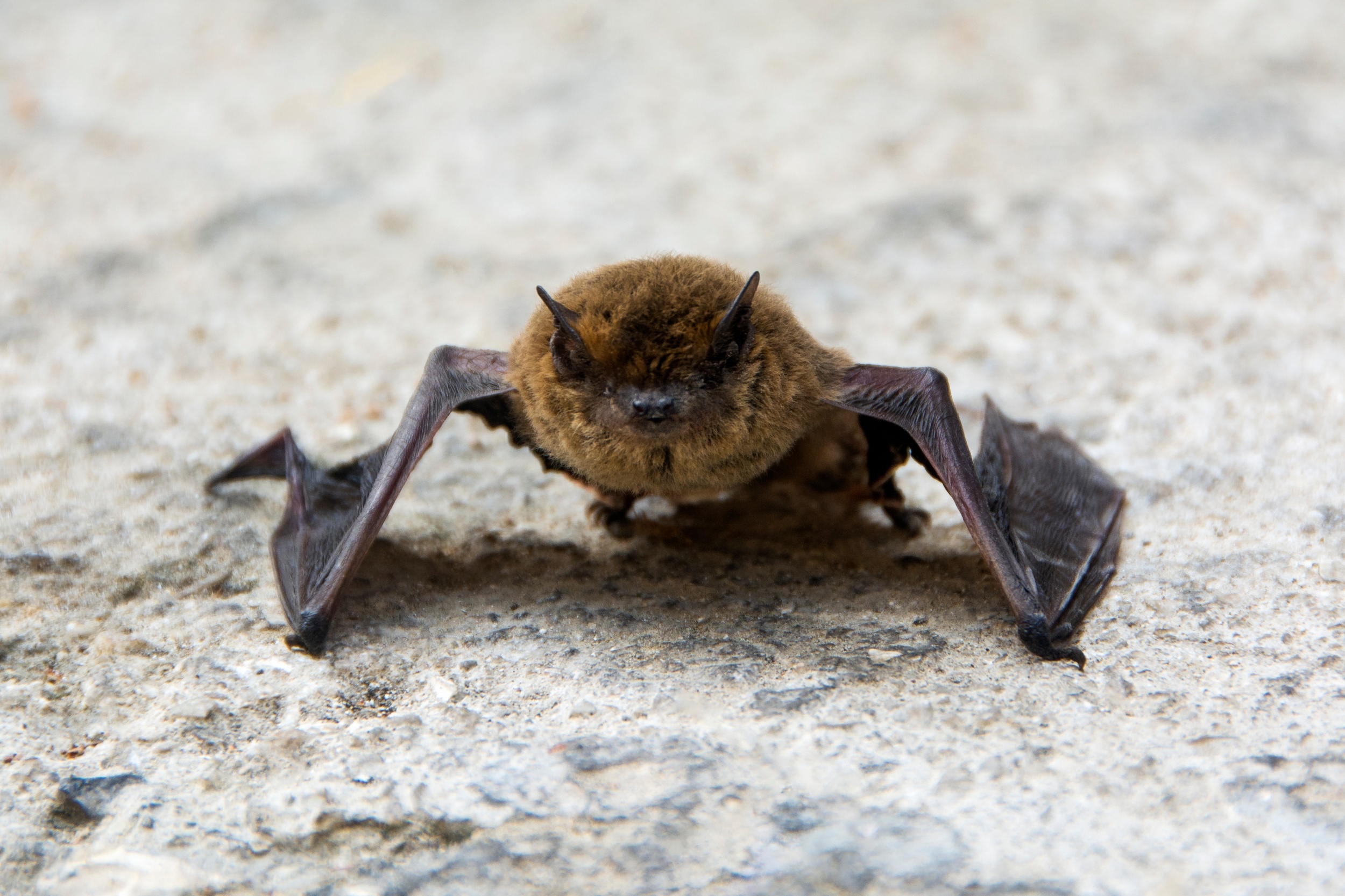 How can bats carry deadly viruses without getting sick? Scientists find a new clue