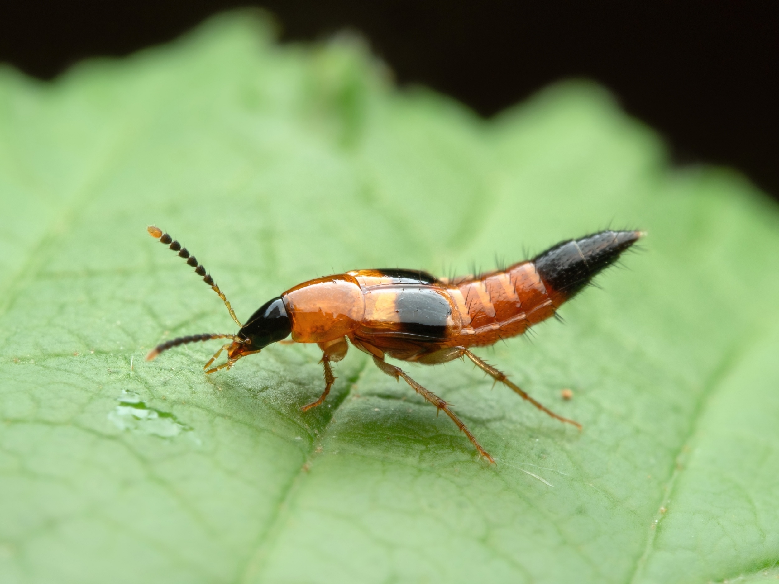 Mountain insects are running out of room as the planet warms
