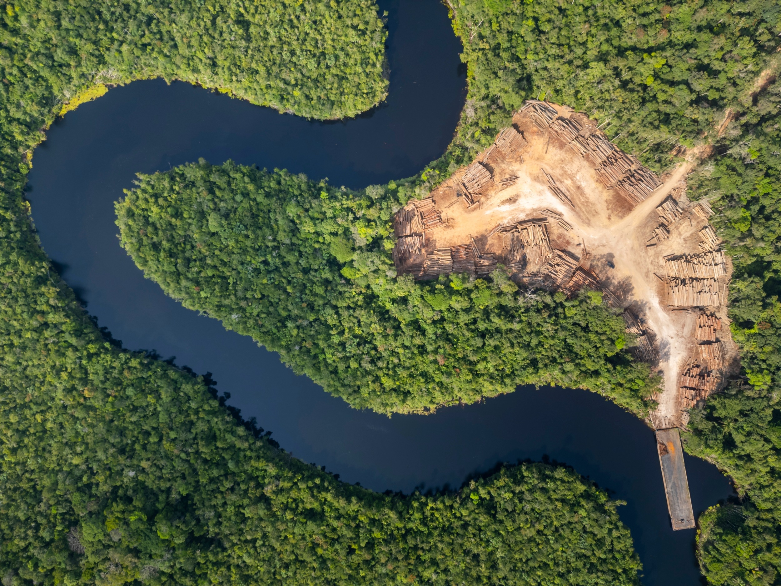 Scientists can now trace illegal Amazon timber back to where it was cut