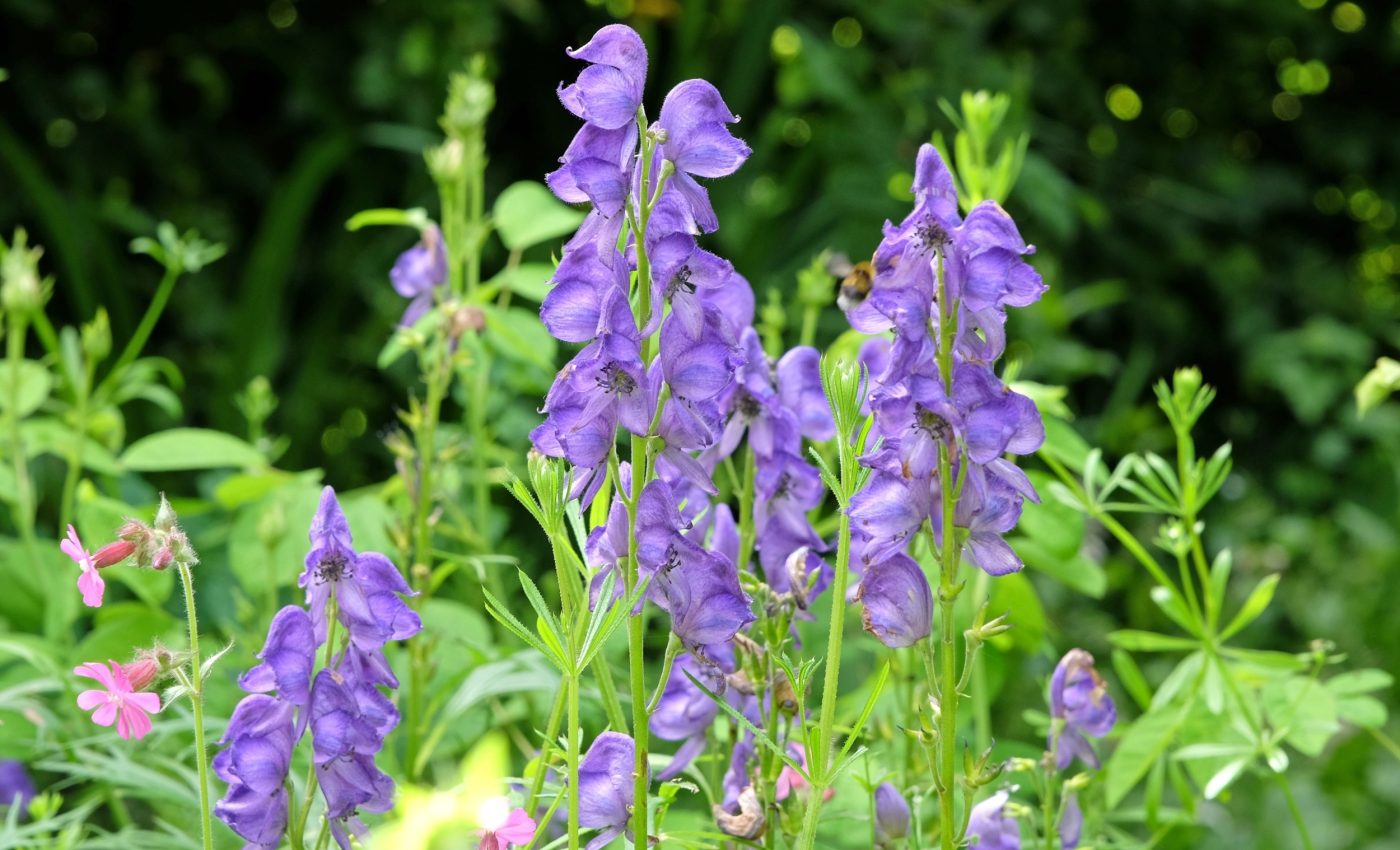 Deadly plants could lead to new pain and cancer medicines - Earth.com