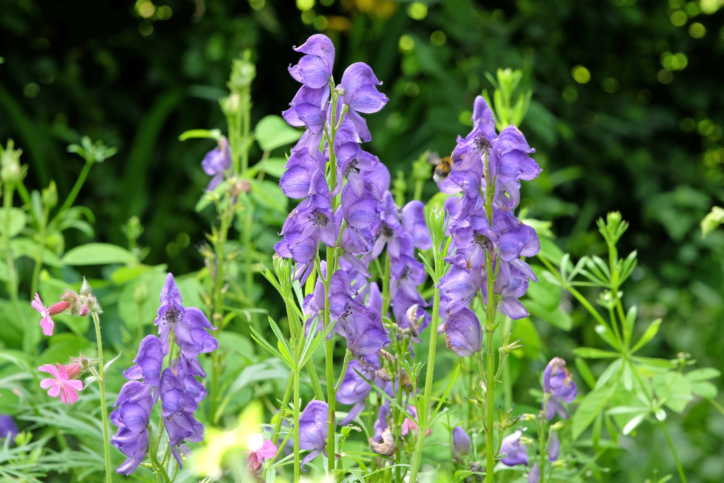 Deadly plants could lead to new pain and cancer medicines