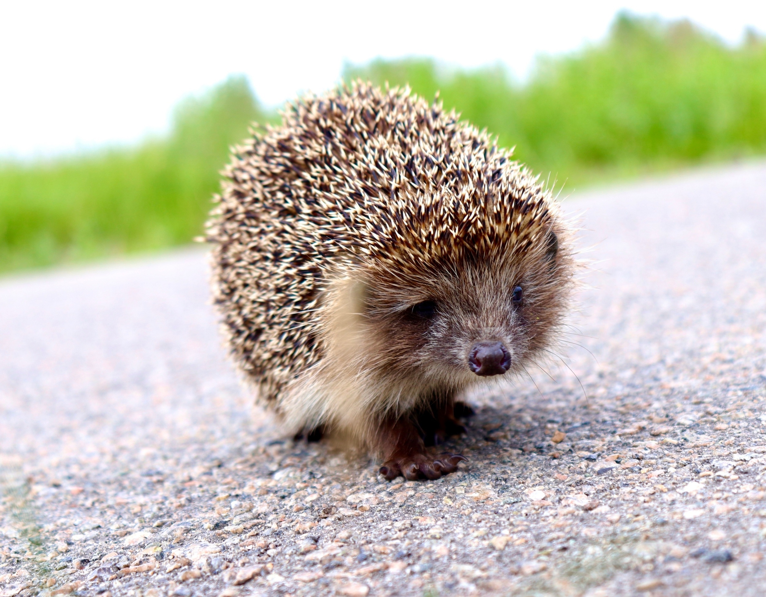 Road traffic is killing hedgehogs faster than they can recover