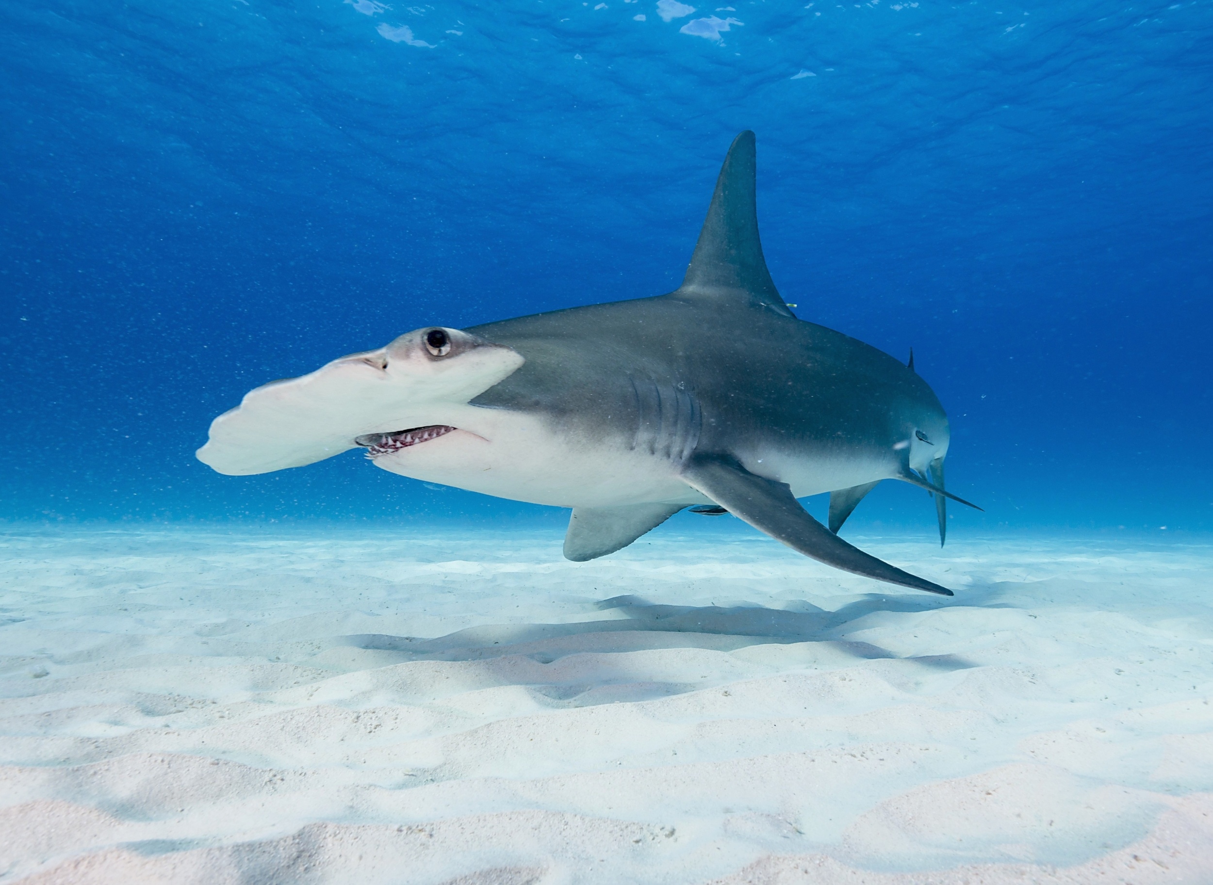 Shark finning bans aren't slowing the global shark trade