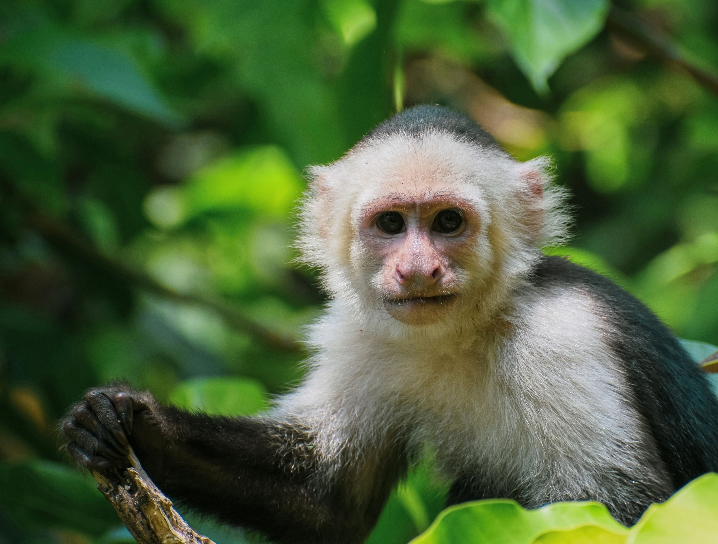 Wild monkeys are taking AI-powered intelligence tests in the jungle