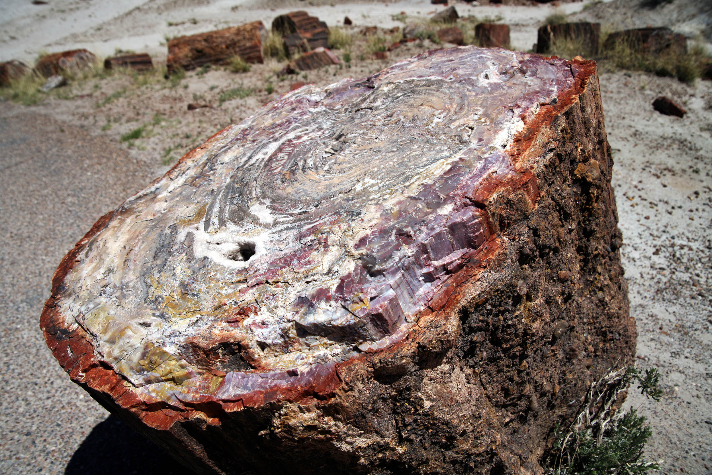 Fossilized wood can preserve the geological history of entire regions going back at least 300 million years