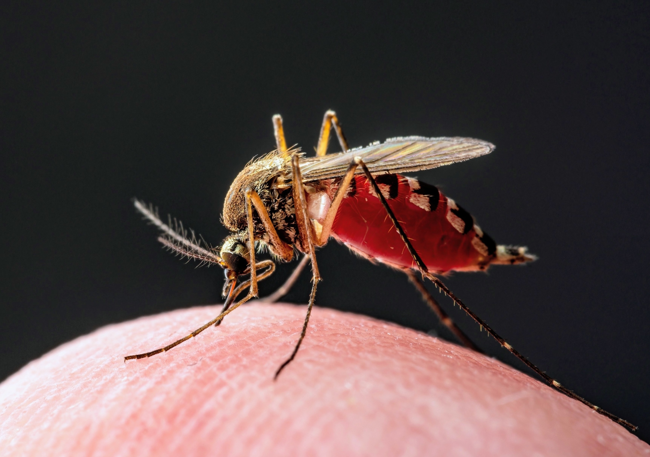 Outdoor lights may keep West Nile mosquitoes active longer