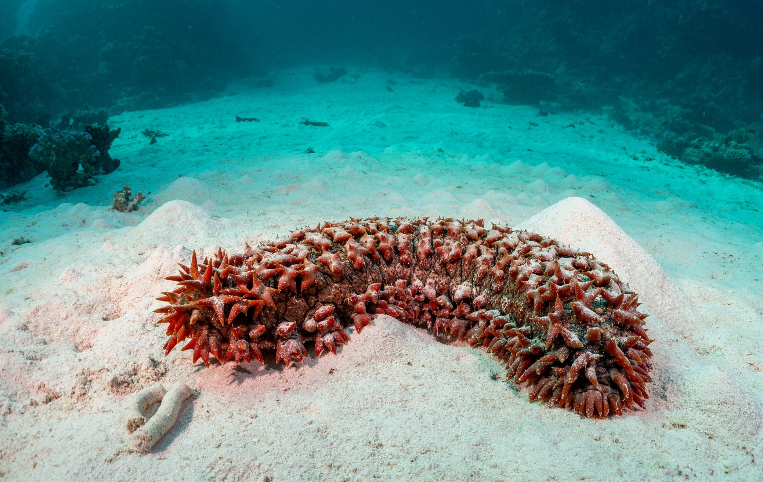 Sea cucumber tissue stayed alive for years after being cut off