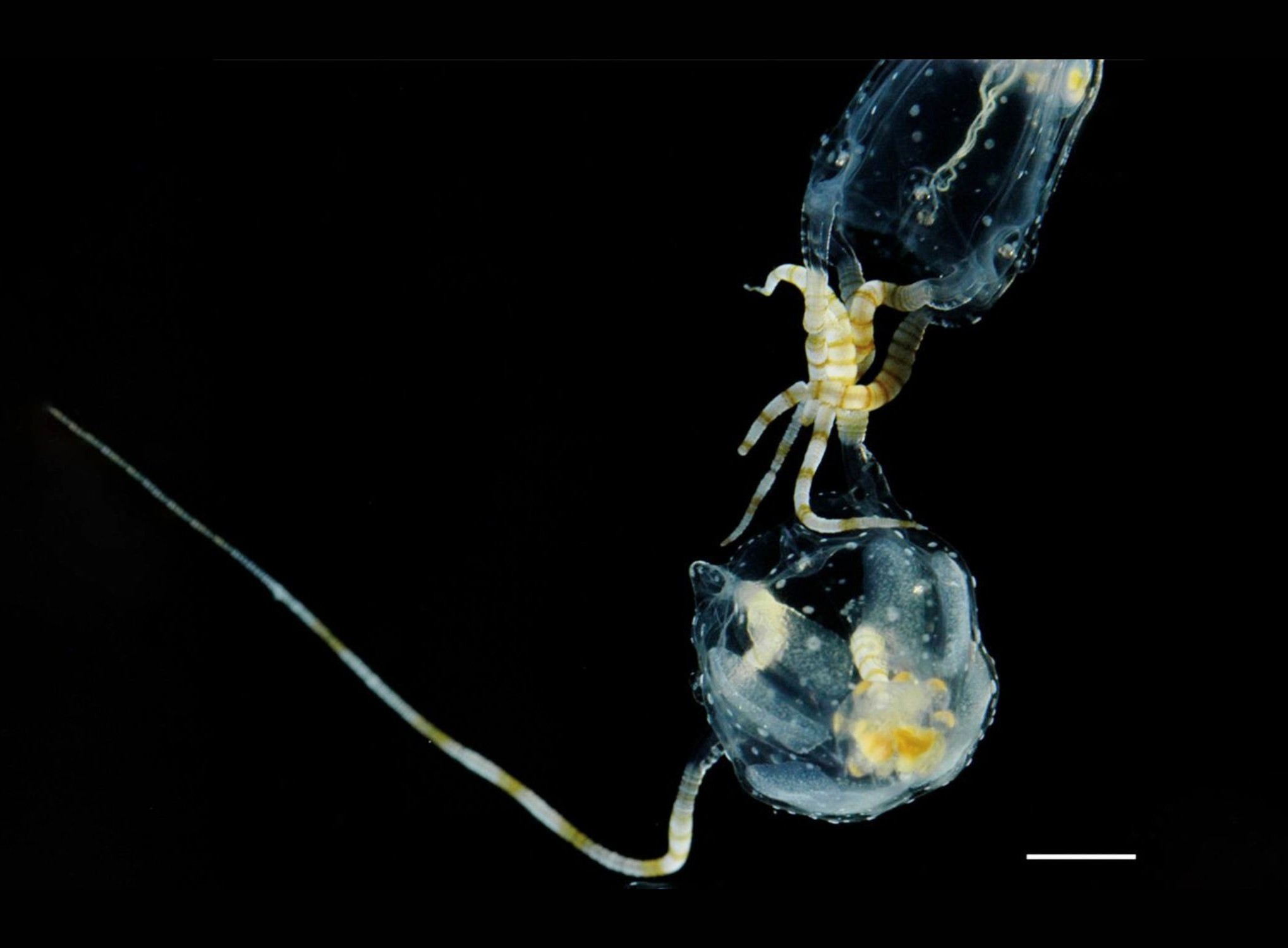 Deadly box jellyfish may use venom to help their eggs survive