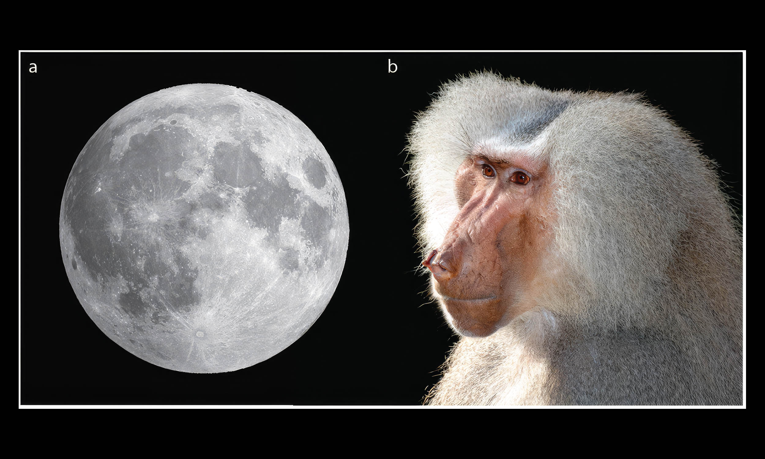 New details discovered on the connection between moonlight, baboons, and the Egyptian god Thoth